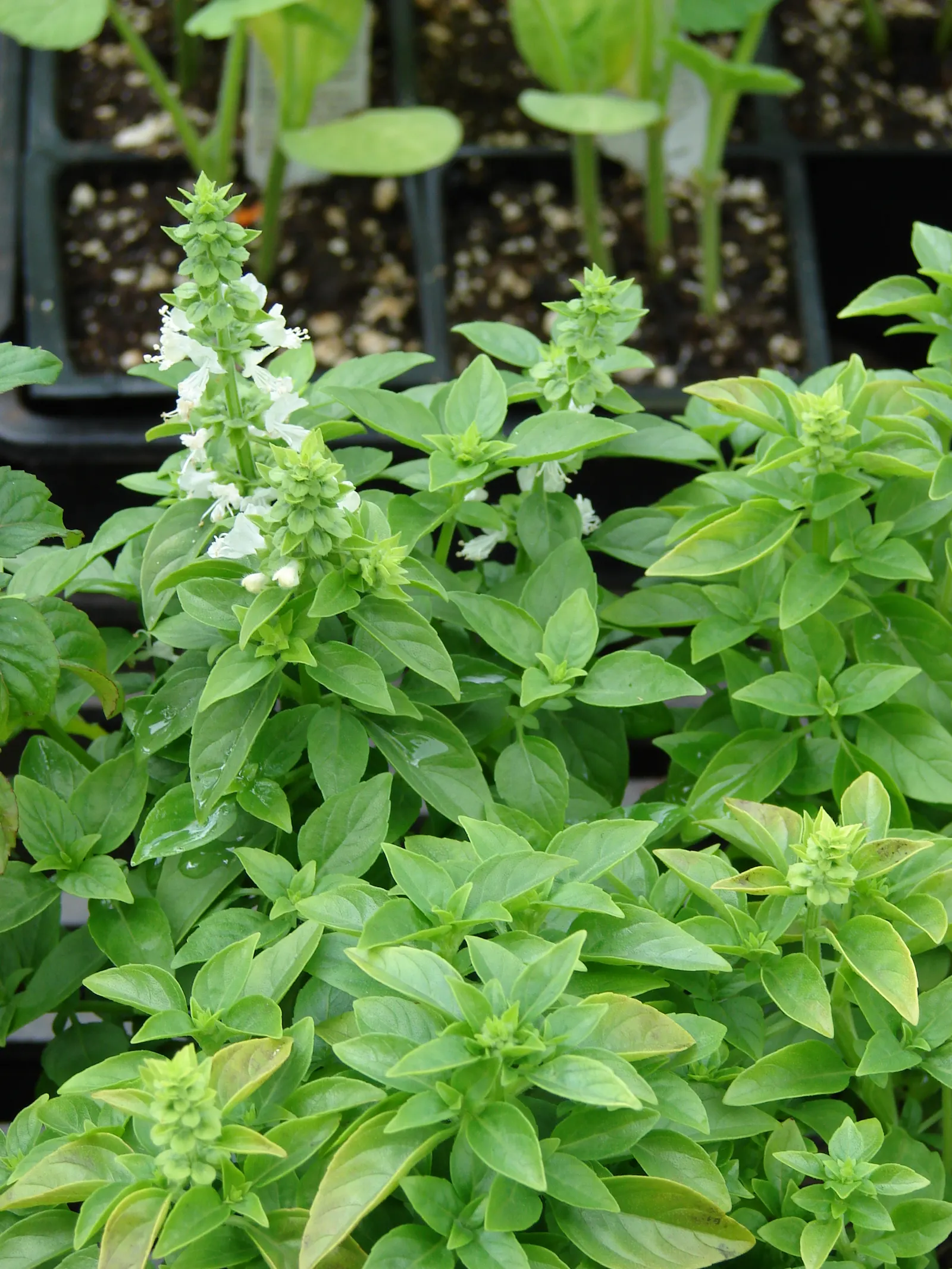 Basil (Ocimum Basilicum) — It requires consistent moisture; integrate sweet basil into your garden for its aesthetic appeal, delightful scent, and, image 57