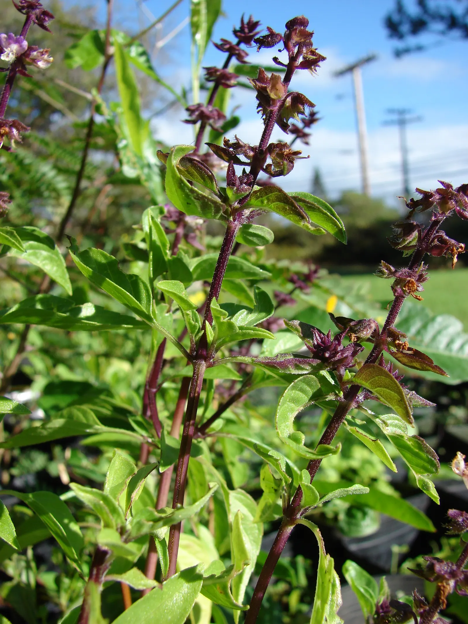 Basil (Ocimum Basilicum) — making it a must-have for those interested in infusing their cooking with fresh, image 53
