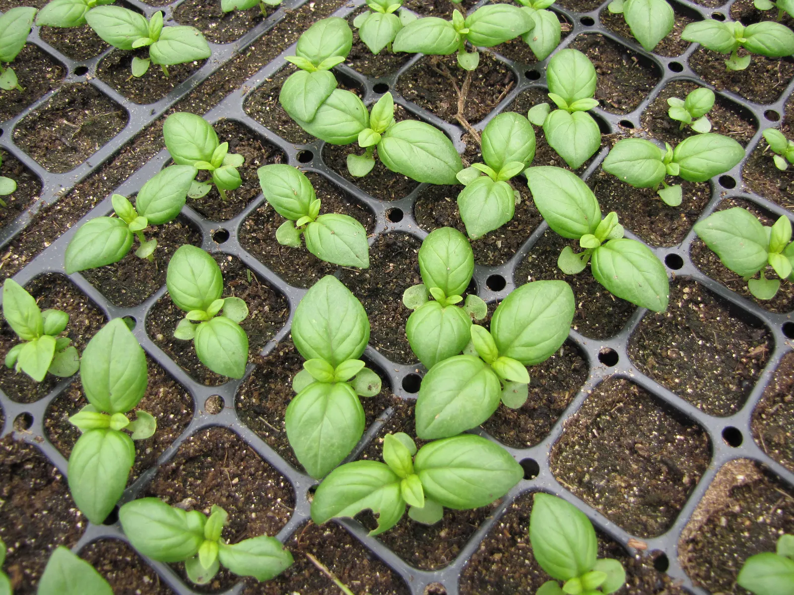 Basil (Ocimum Basilicum) — and demands well-draining soil with a pH range between 6.0 and 7.0; making it a must-have for those interested in infusing their