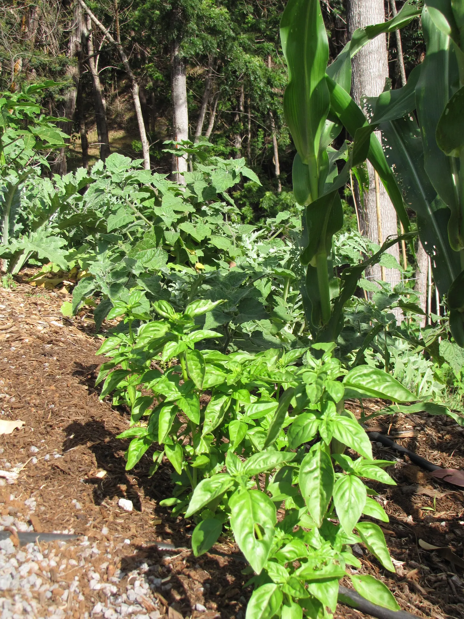 Basil (Ocimum Basilicum) — Sweet basil typically reaches a height of 1 to 2 feet and spreads 1 to 1.5 feet; making it a must-have for those, image 50