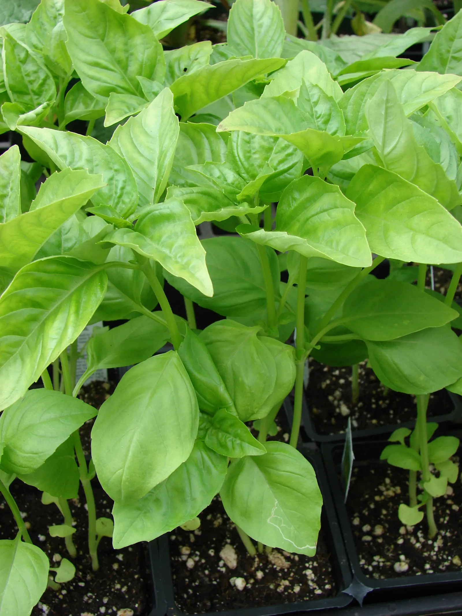 Basil (Ocimum Basilicum) — Preferring well-drained soil, it requires regular watering; integrate sweet basil into your garden for its aesthetic, image 66