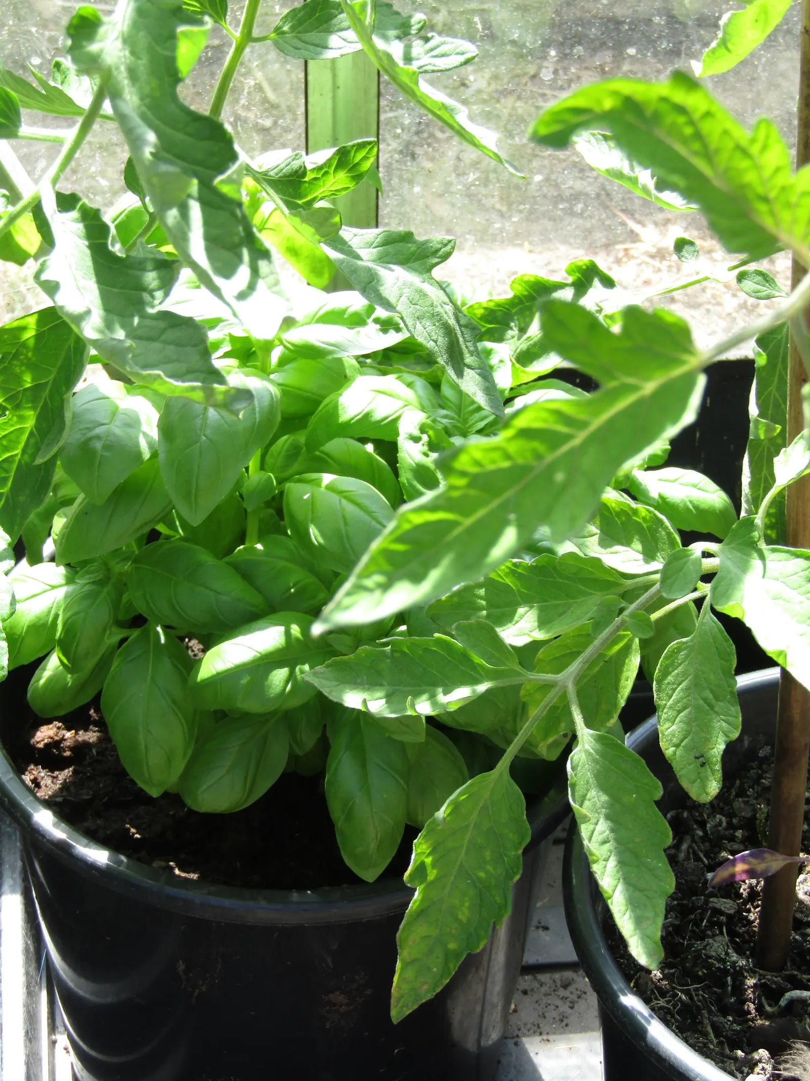 Basil (Ocimum Basilicum) — Preferring well-drained soil, it requires regular watering; integrate sweet basil into your garden for its aesthetic, image 108