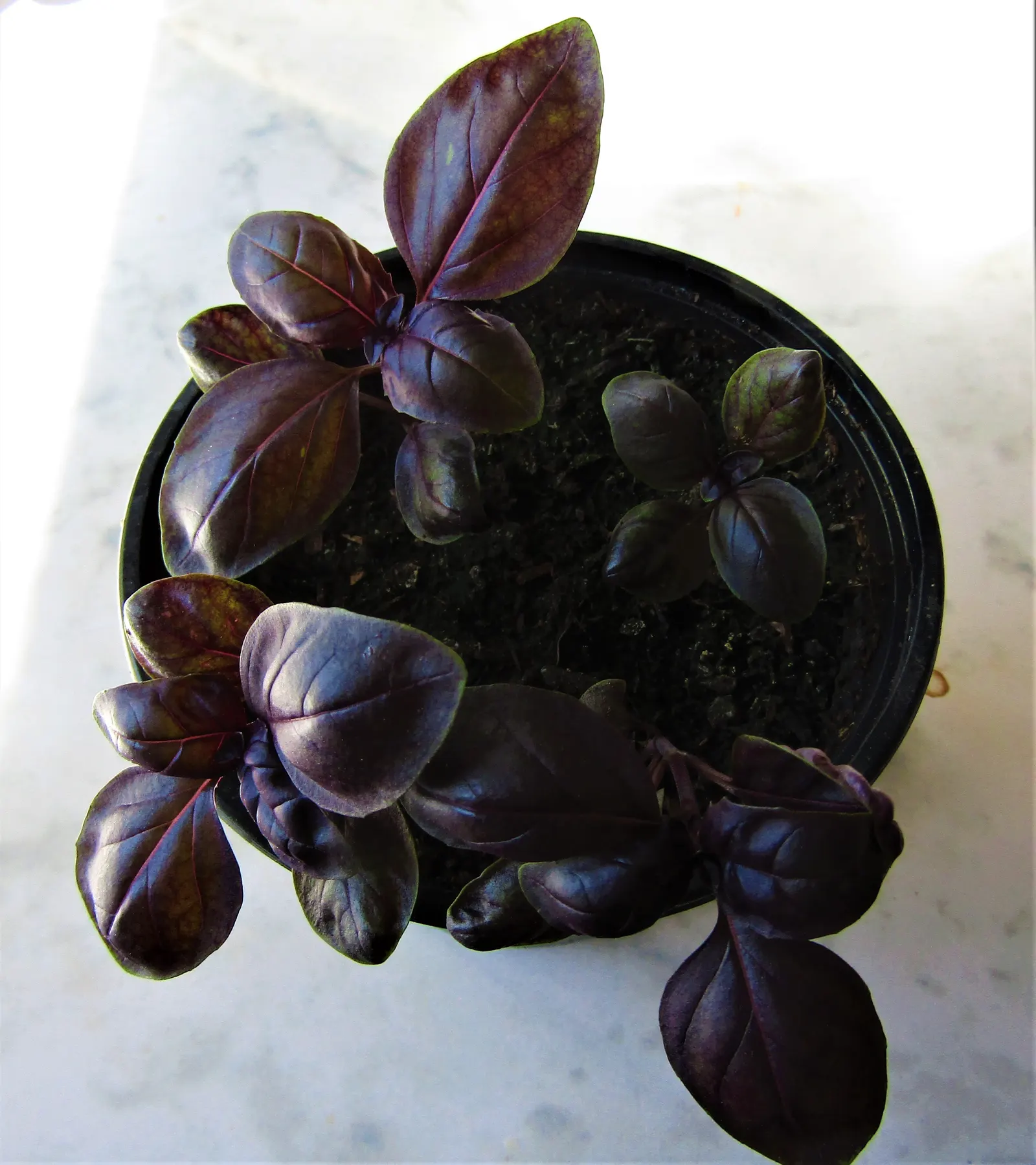 Basil (Ocimum Basilicum) — accentuating its utility and allure; integrate sweet basil into your garden for its aesthetic appeal, delightful scent, image 111