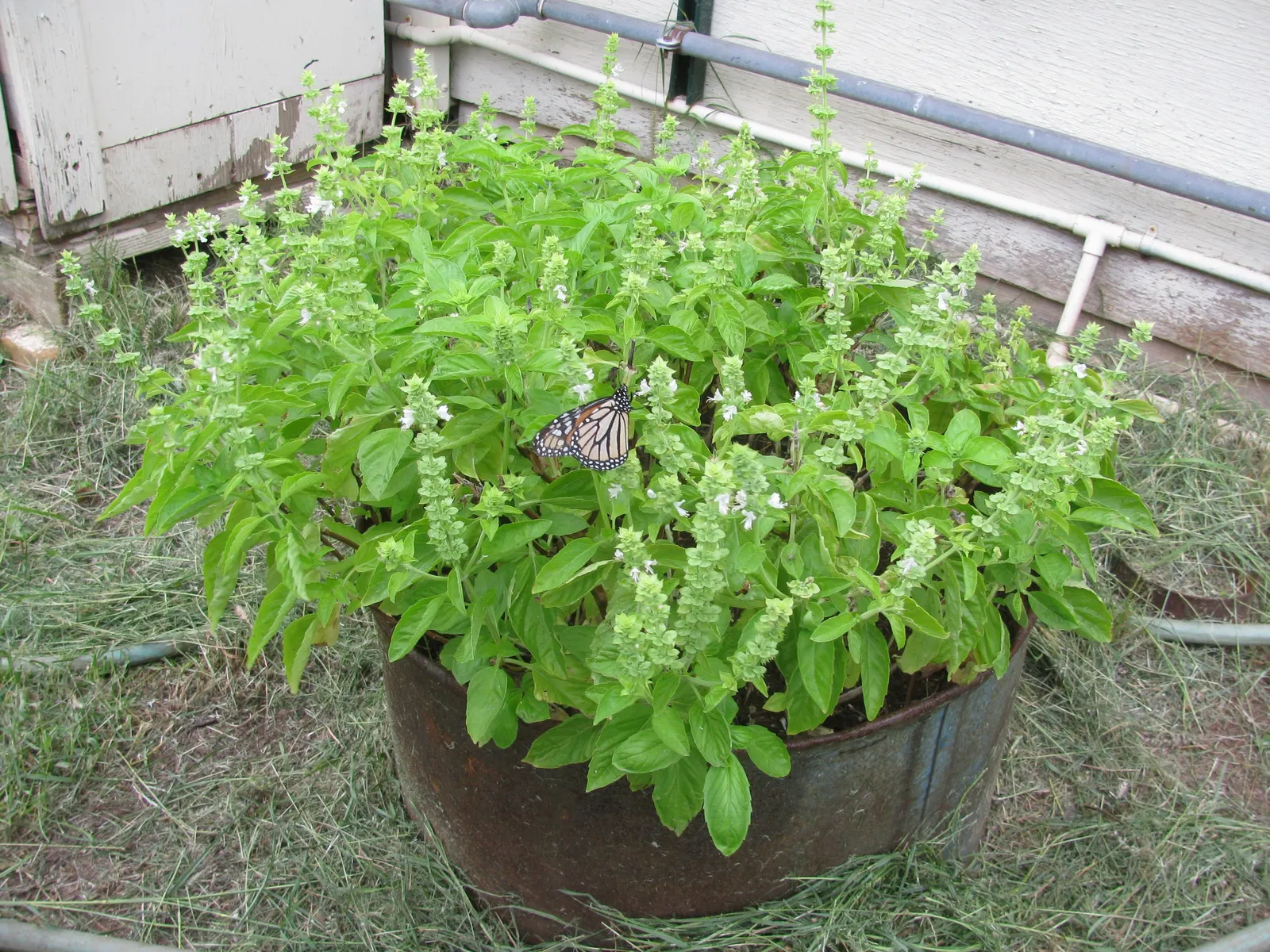 Basil (Ocimum Basilicum) — its aromatic foliage is used in culinary dishes and deters pests; making it a must-have for those interested in infusing, image 47