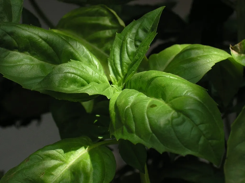 Basil (Ocimum Basilicum) — commonly known as sweet basil; ideal for kitchen gardens or as an ornamental in mixed borders