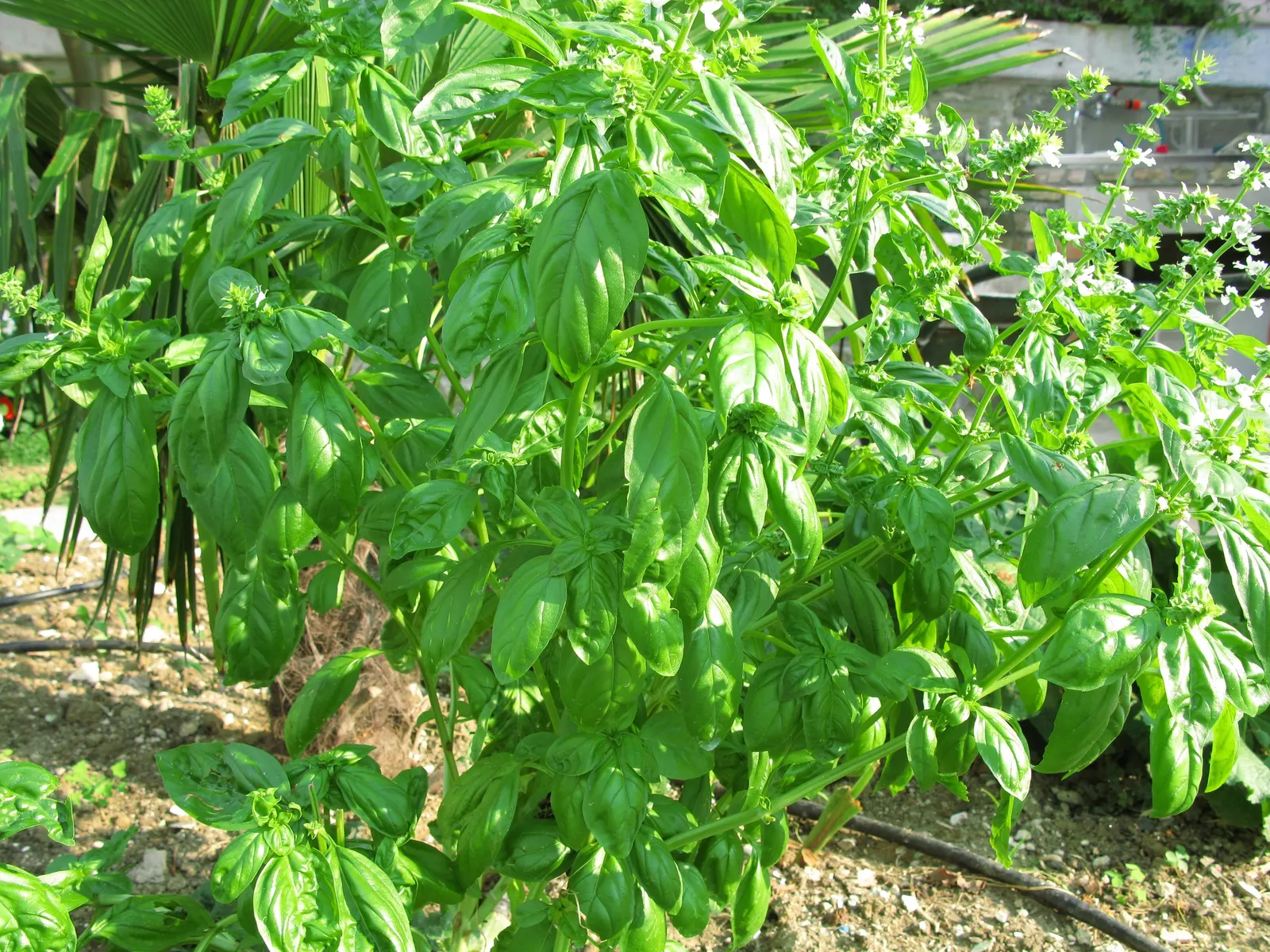 Basil (Ocimum Basilicum) — Ocimum basilicum, commonly referred to as Basil, is a fragrant annual herb renowned for its lush, green leaves; ideal, image 43