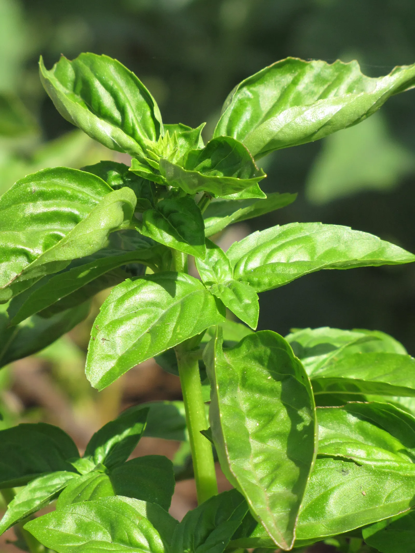 Basil (Ocimum Basilicum) — commonly known as sweet basil; ideal for kitchen gardens or as an ornamental in mixed borders, image 49