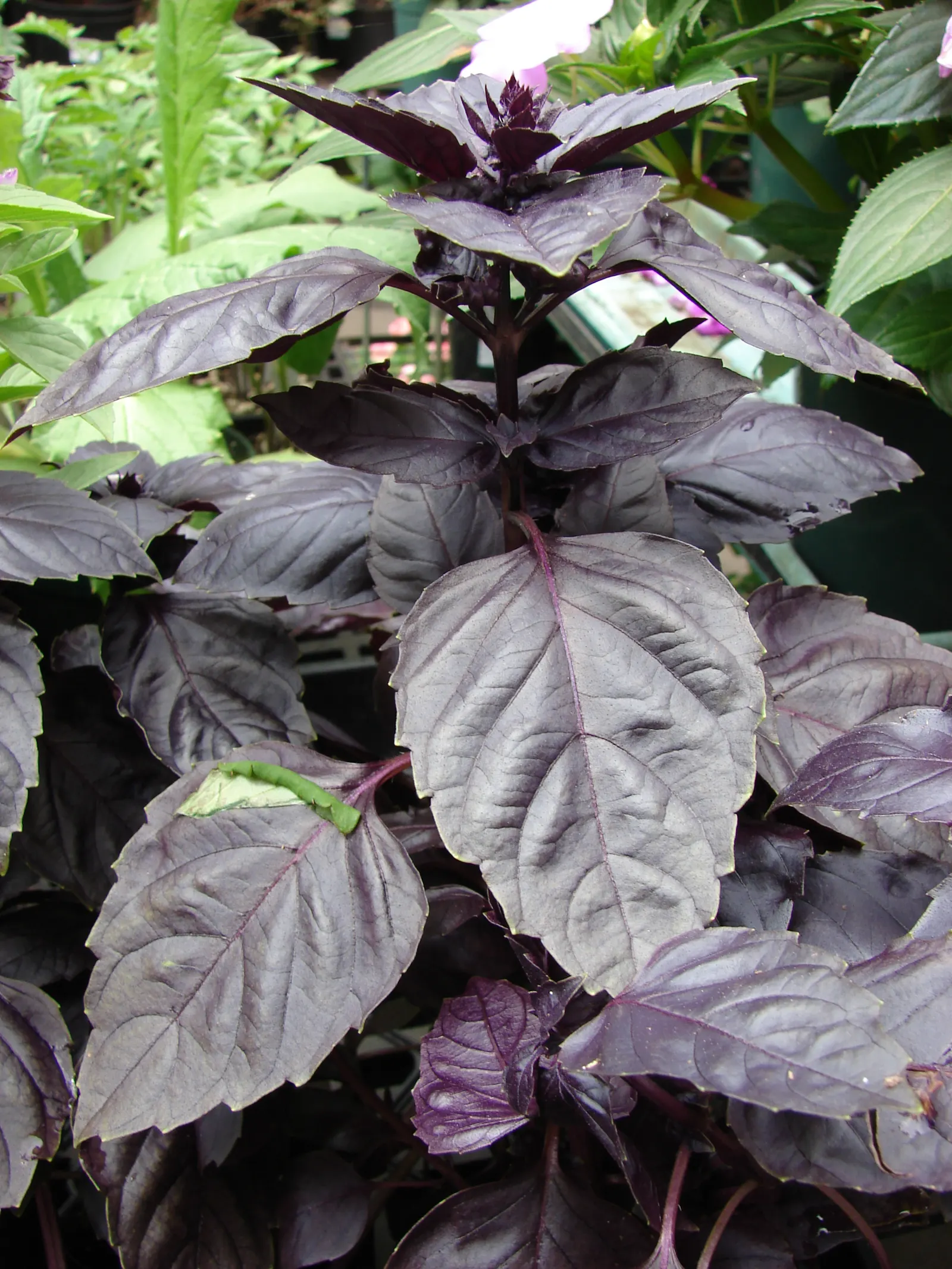 Basil (Ocimum Basilicum) — Preferring well-drained soil, it requires regular watering; integrate sweet basil into your garden for its aesthetic, image 45