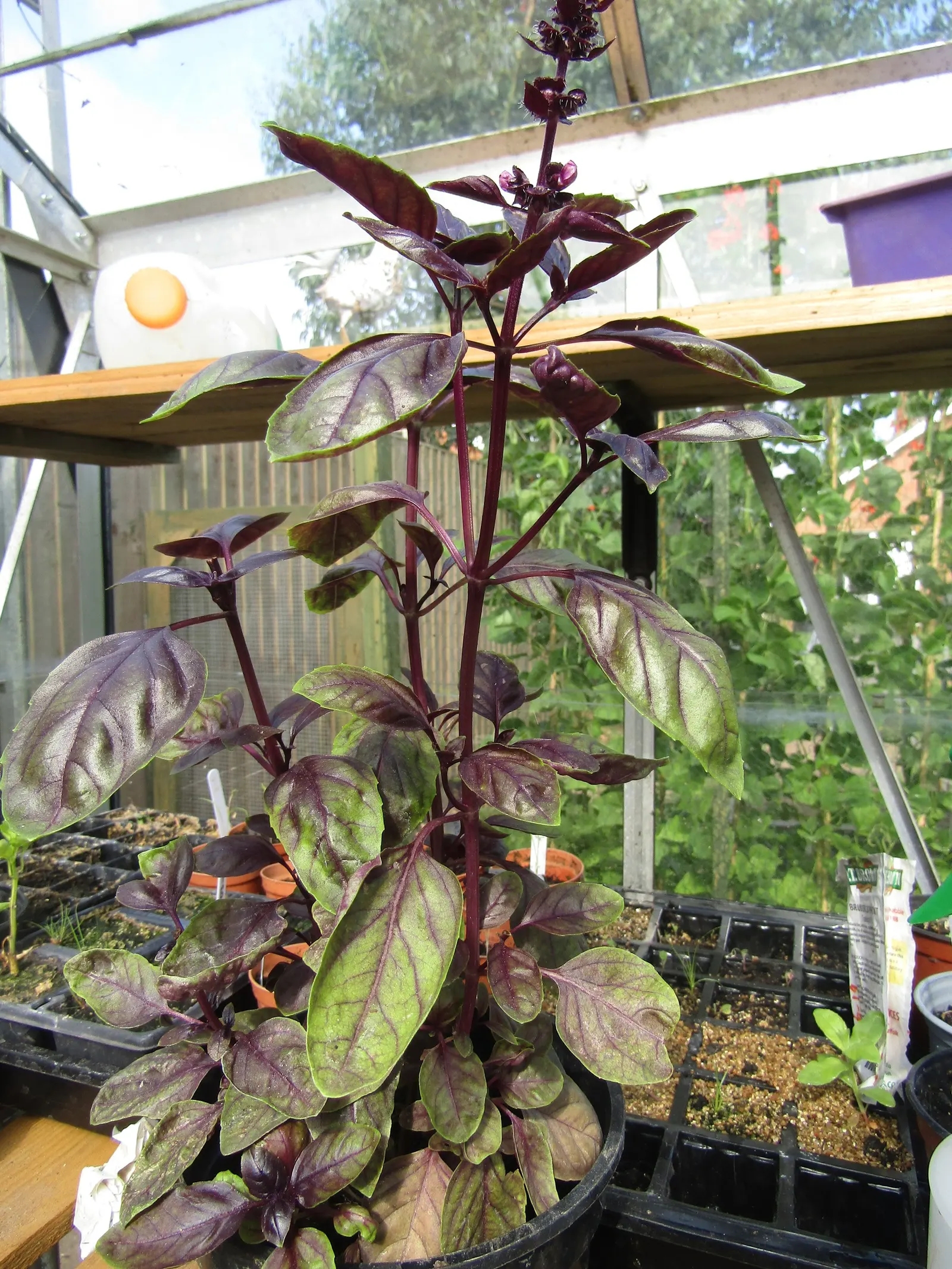 Basil (Ocimum Basilicum) — commonly known as sweet basil; ideal for kitchen gardens or as an ornamental in mixed borders, image 112