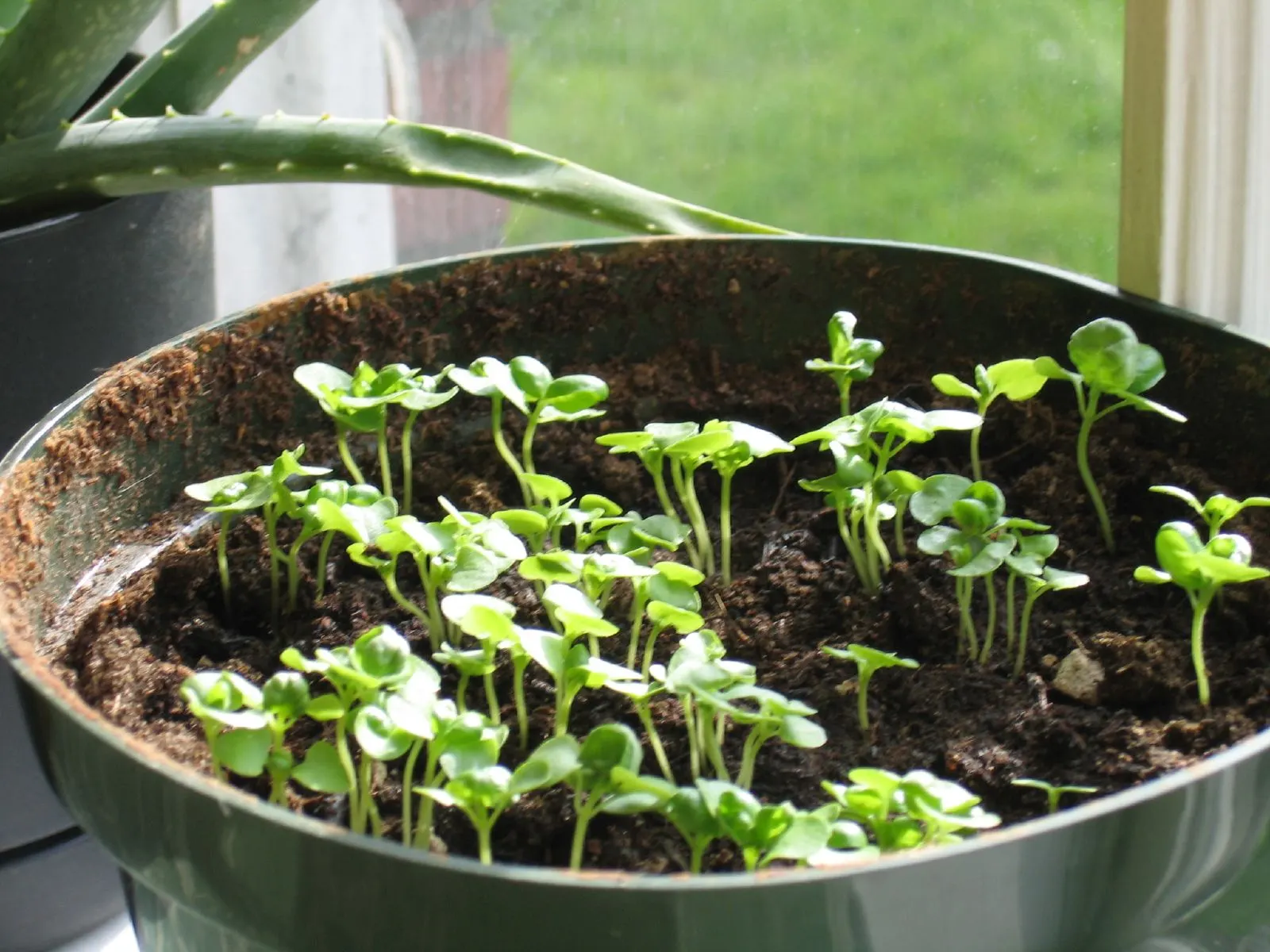 Basil (Ocimum Basilicum) — which can grow up to 3 inches long; ideal for kitchen gardens or as an ornamental in mixed borders