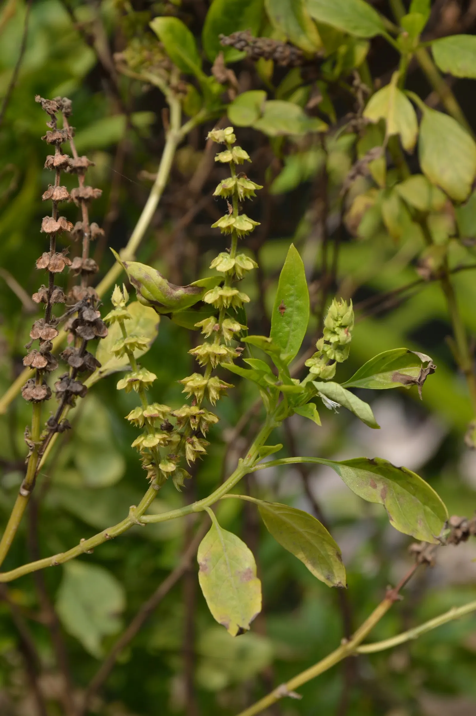 Basil (Ocimum Basilicum) — preferring at least 6 to 8 hours of direct sunlight daily; ideal for kitchen gardens or as an ornamental in mixed borders