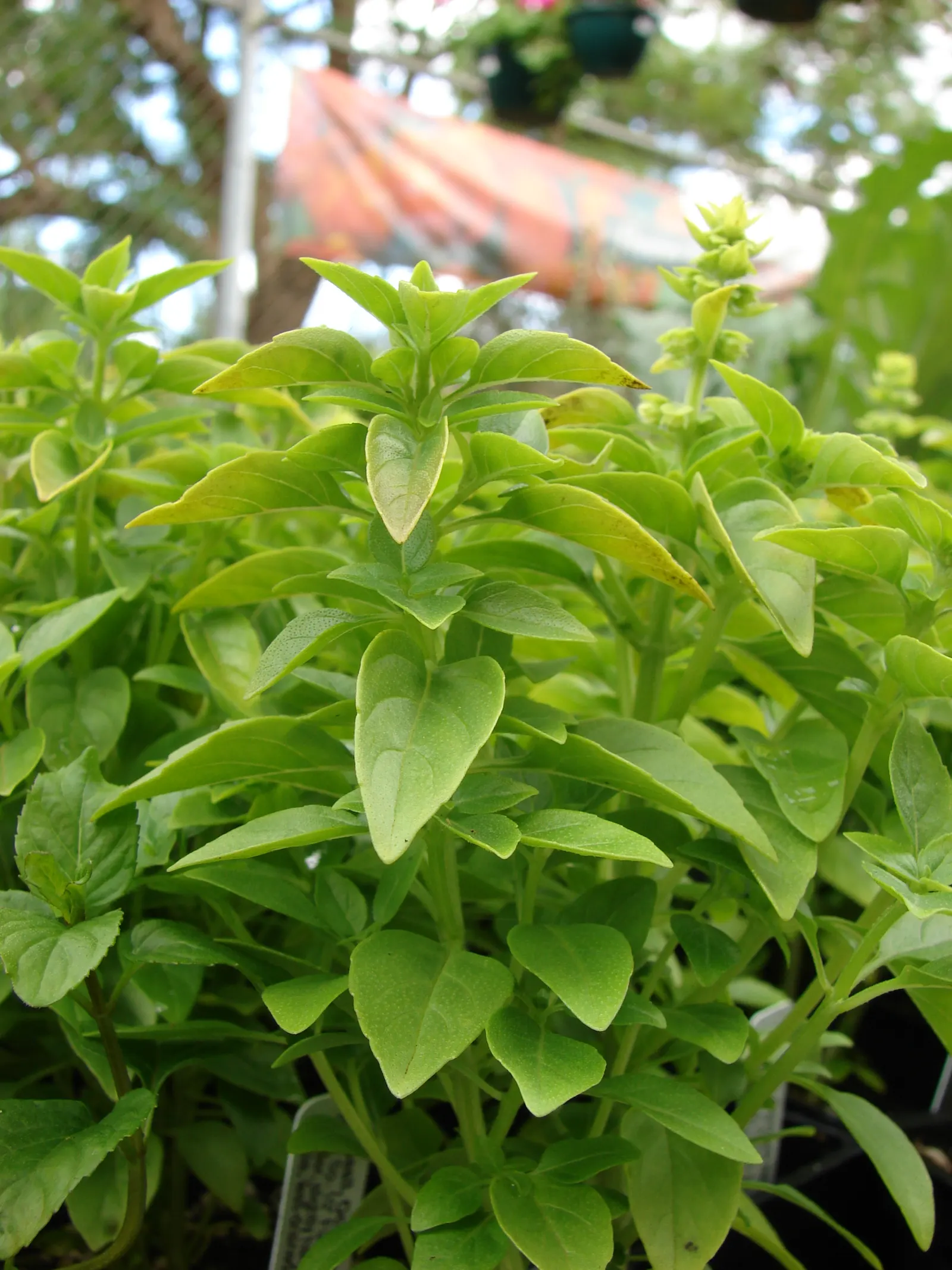 Basil (Ocimum Basilicum) — Thriving in full sun, Basil reaches 1 to 2 feet in height and spreads about 1 foot wide; making it a must-have for those, image 65