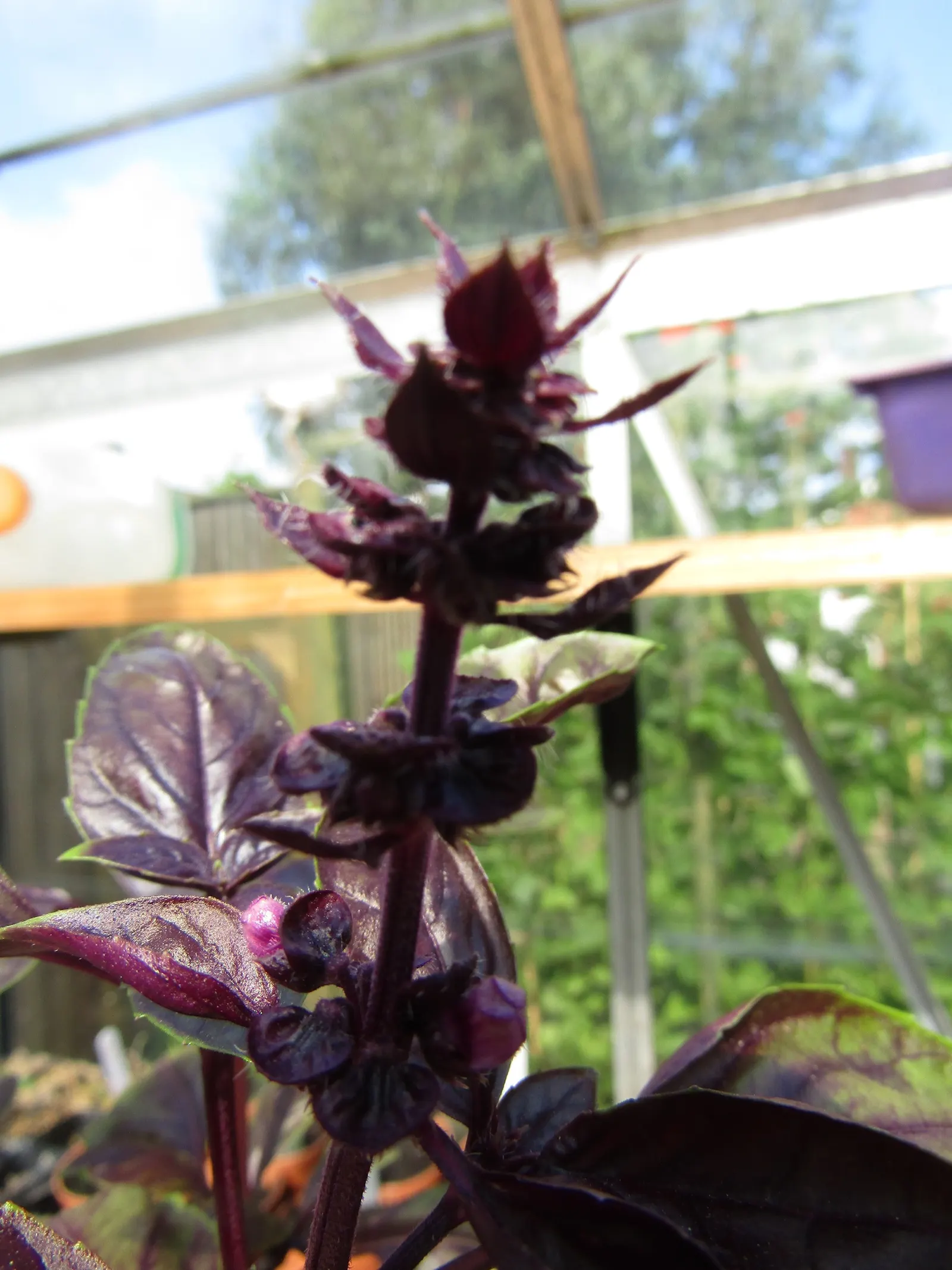 Basil (Ocimum Basilicum) — its aromatic foliage is used in culinary dishes and deters pests; making it a must-have for those interested in infusing, image 110
