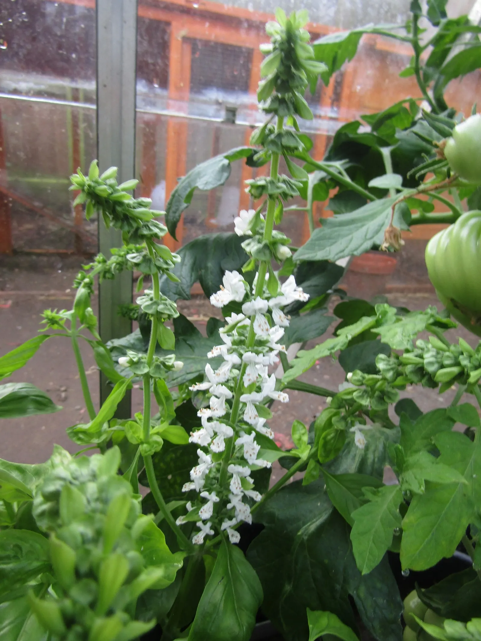 Basil (Ocimum Basilicum) — Ideal for kitchen gardens or as an ornamental in mixed borders, image 109