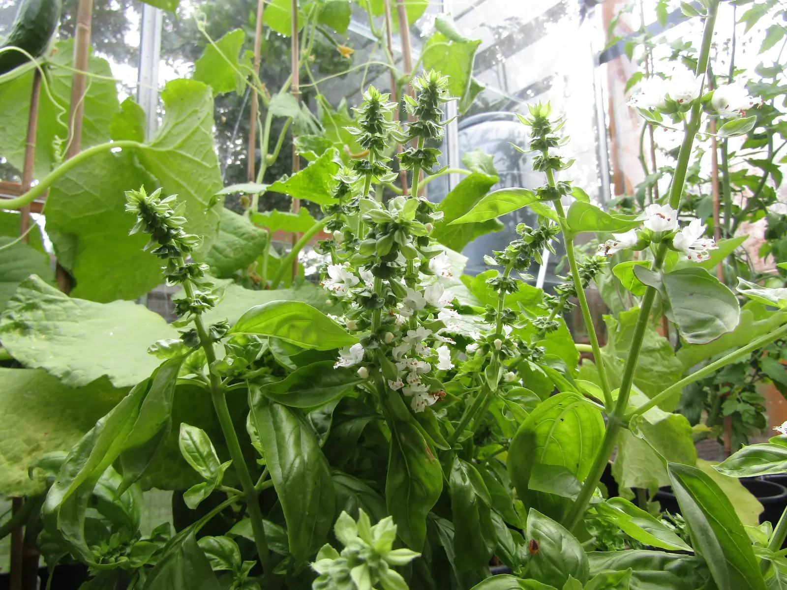 Basil (Ocimum Basilicum) — Thriving in full sun, Basil reaches 1 to 2 feet in height and spreads about 1 foot wide; making it a must-have for those, image 107