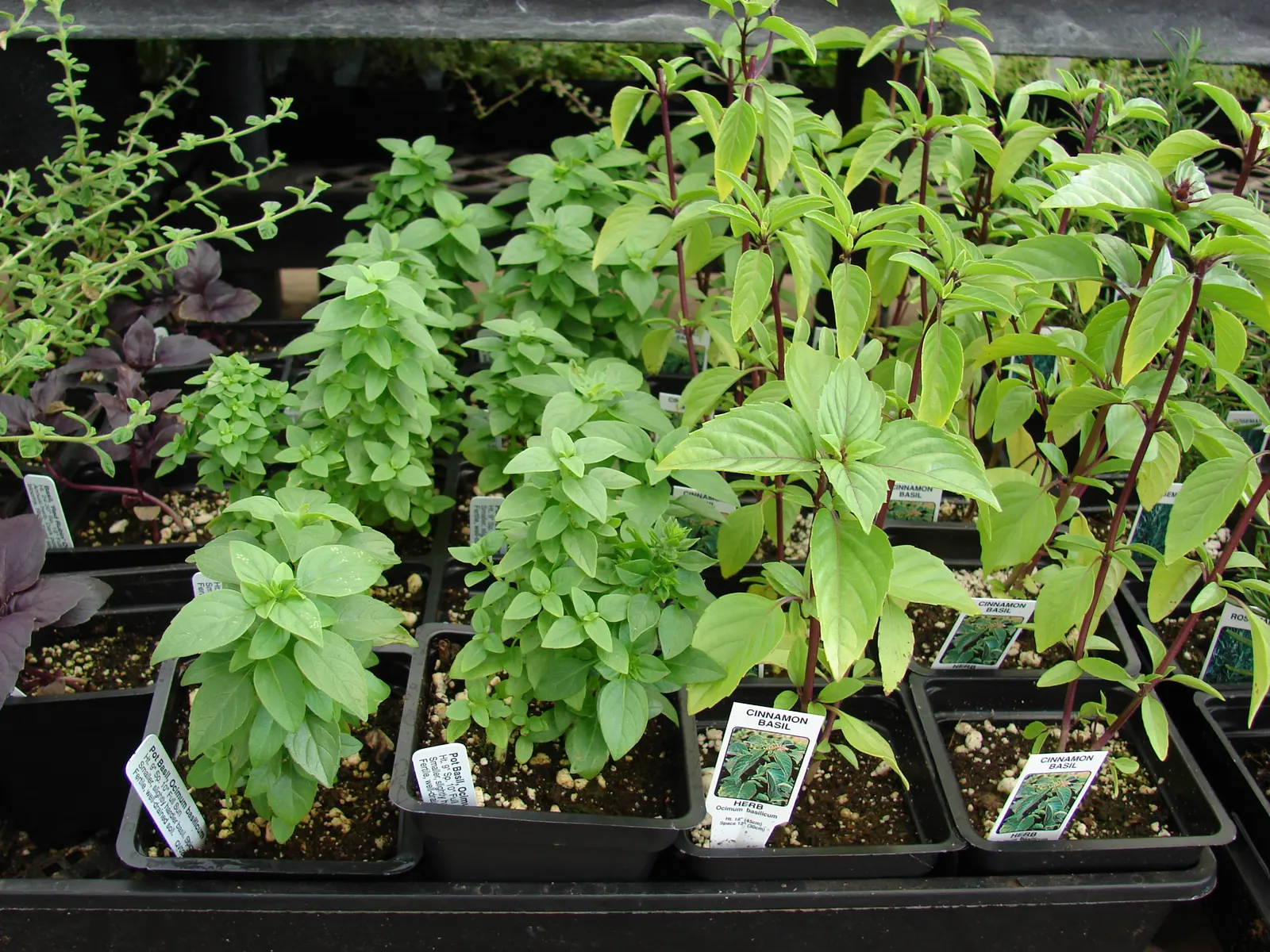 Basil (Ocimum Basilicum) — although care should be taken to avoid waterlogged soil.<br><br>During the summer months; ideal for kitchen gardens or as an