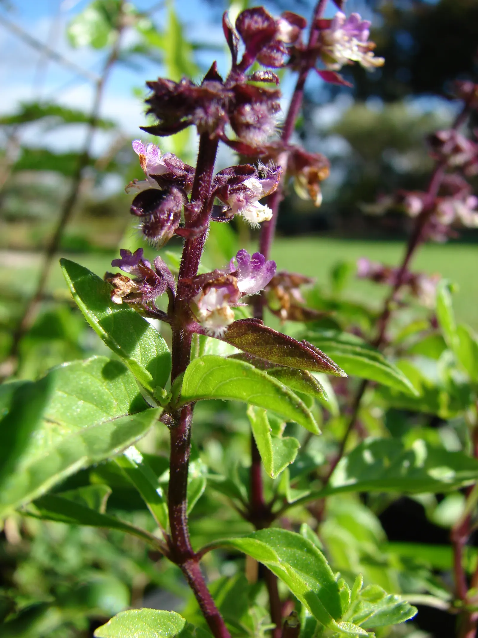 Basil (Ocimum Basilicum) — tubular white or pale pink flowers on terminal spikes; making it a must-have for those interested in infusing their, image 59