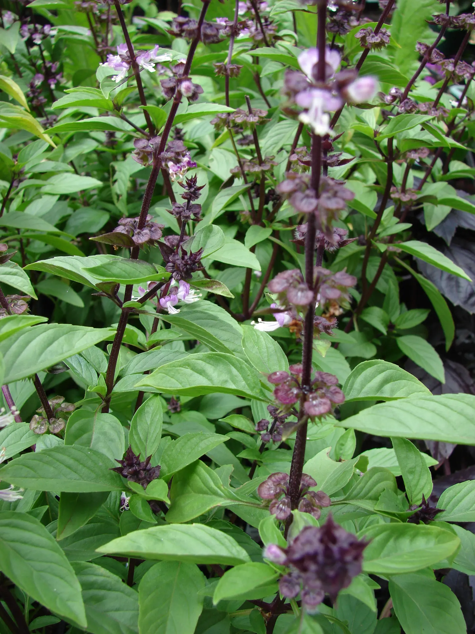Basil (Ocimum Basilicum) — preferring at least 6 to 8 hours of direct sunlight daily; ideal for kitchen gardens or as an ornamental in mixed borders, image 55