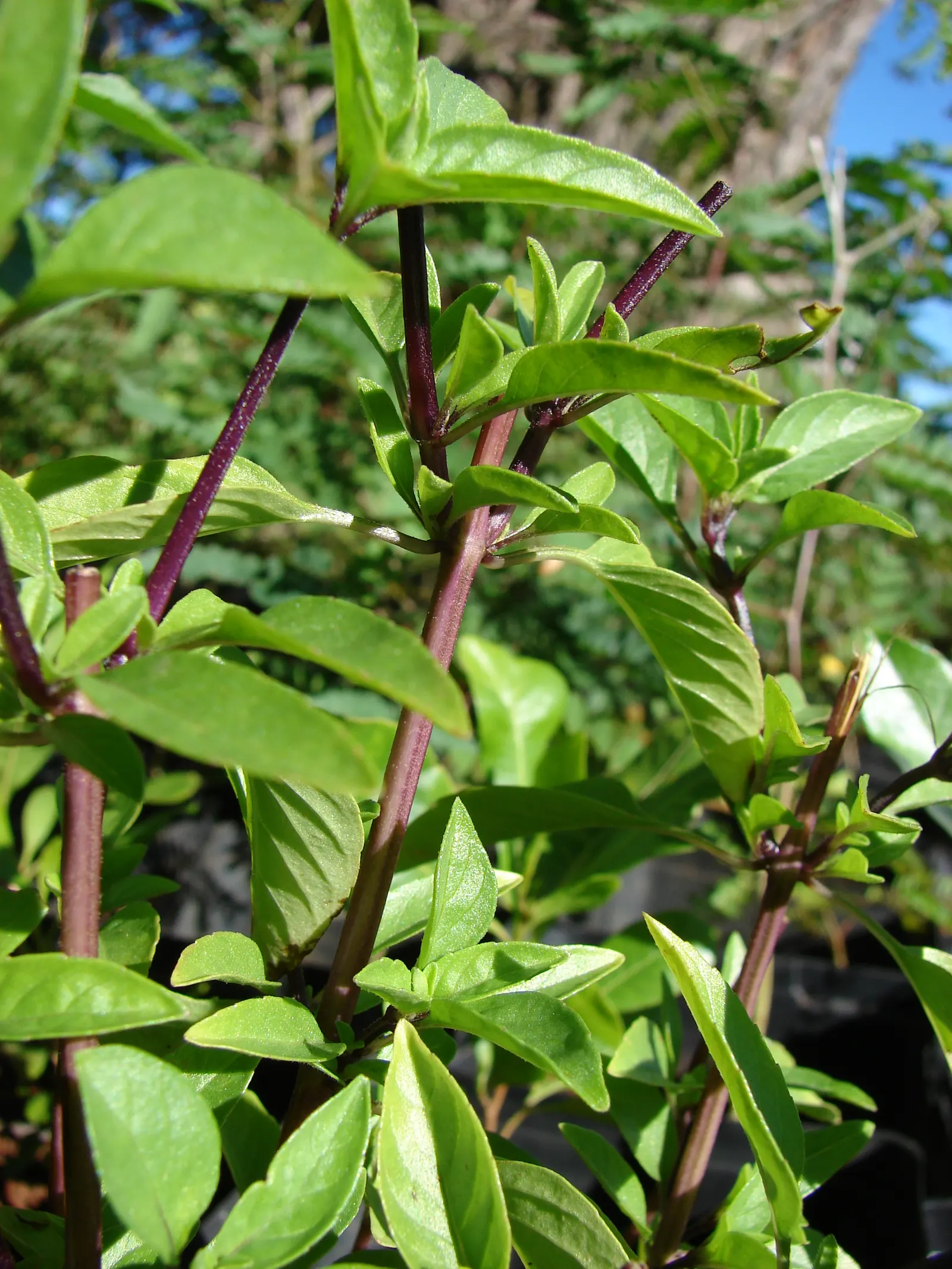 Basil (Ocimum Basilicum) — Basil thrives in full sun; integrate sweet basil into your garden for its aesthetic appeal, delightful scent, and, image 54