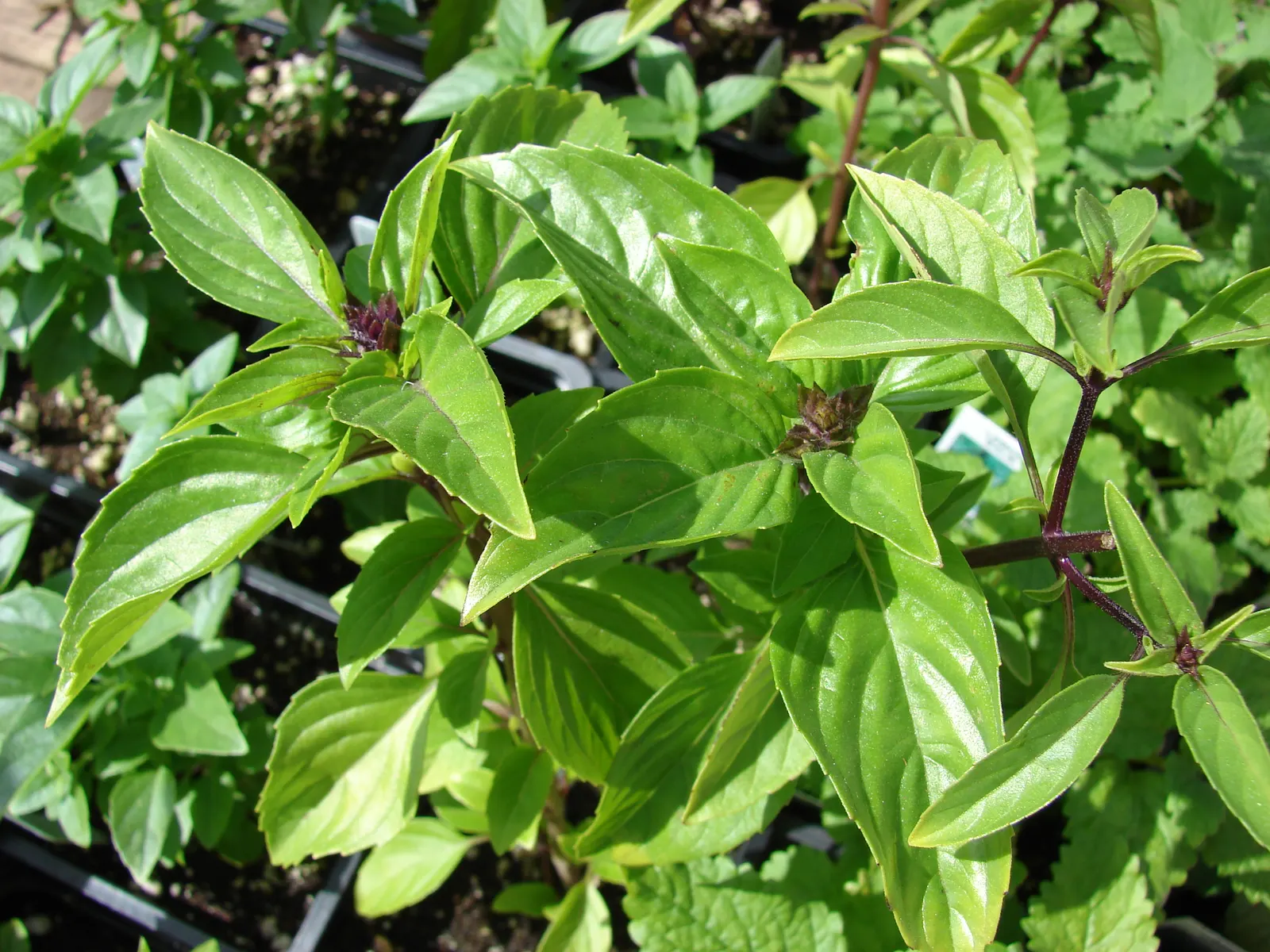 Basil (Ocimum Basilicum) — Integrate sweet basil into your garden for its aesthetic appeal, delightful scent, and culinary utility, image 39