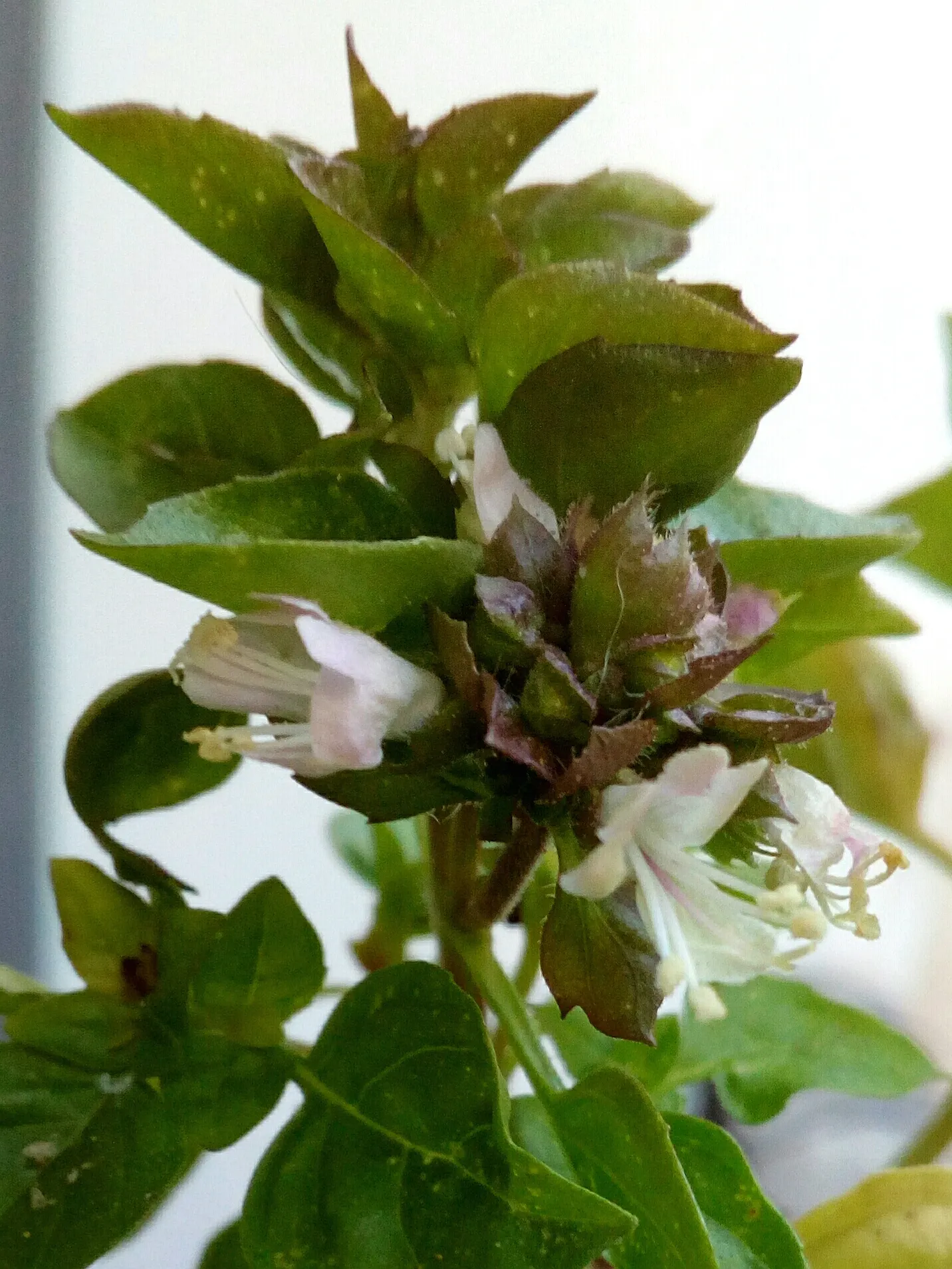 Basil (Ocimum Basilicum) — making it a must-have for those interested in infusing their cooking with fresh, image 32