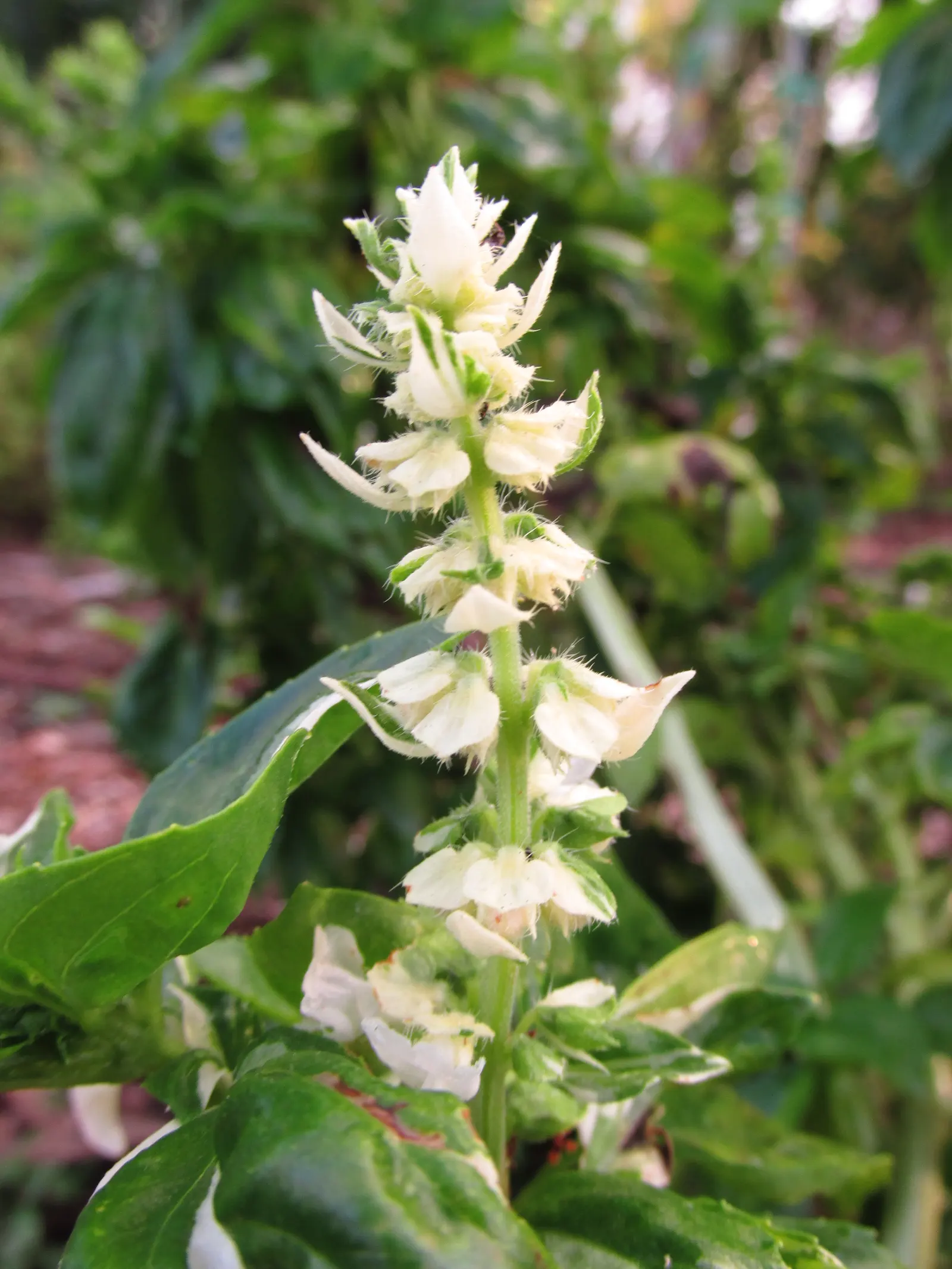 Basil (Ocimum Basilicum) — It requires consistent moisture; integrate sweet basil into your garden for its aesthetic appeal, delightful scent, and culinary