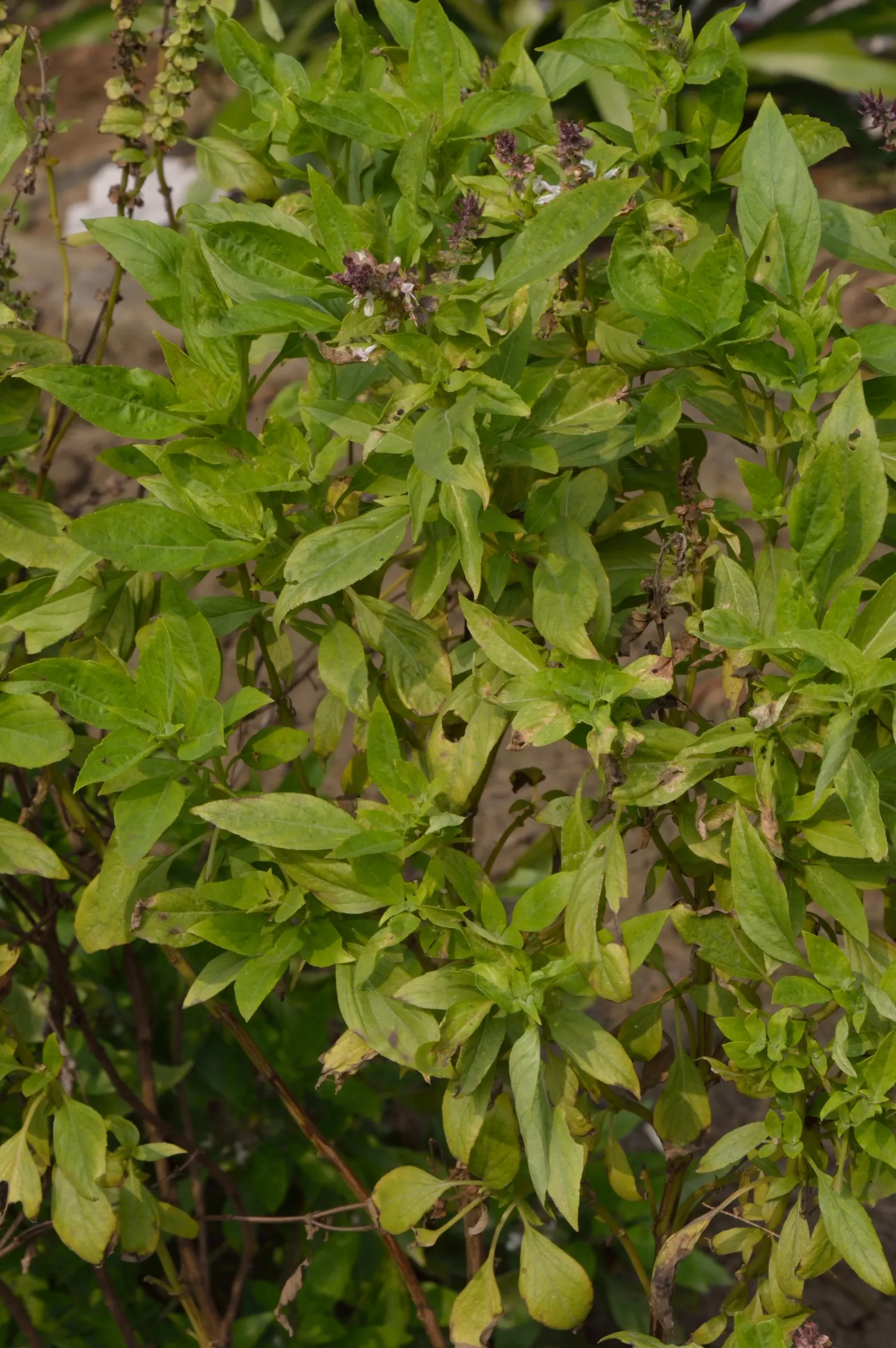 Basil (Ocimum Basilicum) — and demands well-draining soil with a pH range between 6.0 and 7.0; making it a must-have for those interested in, image 56