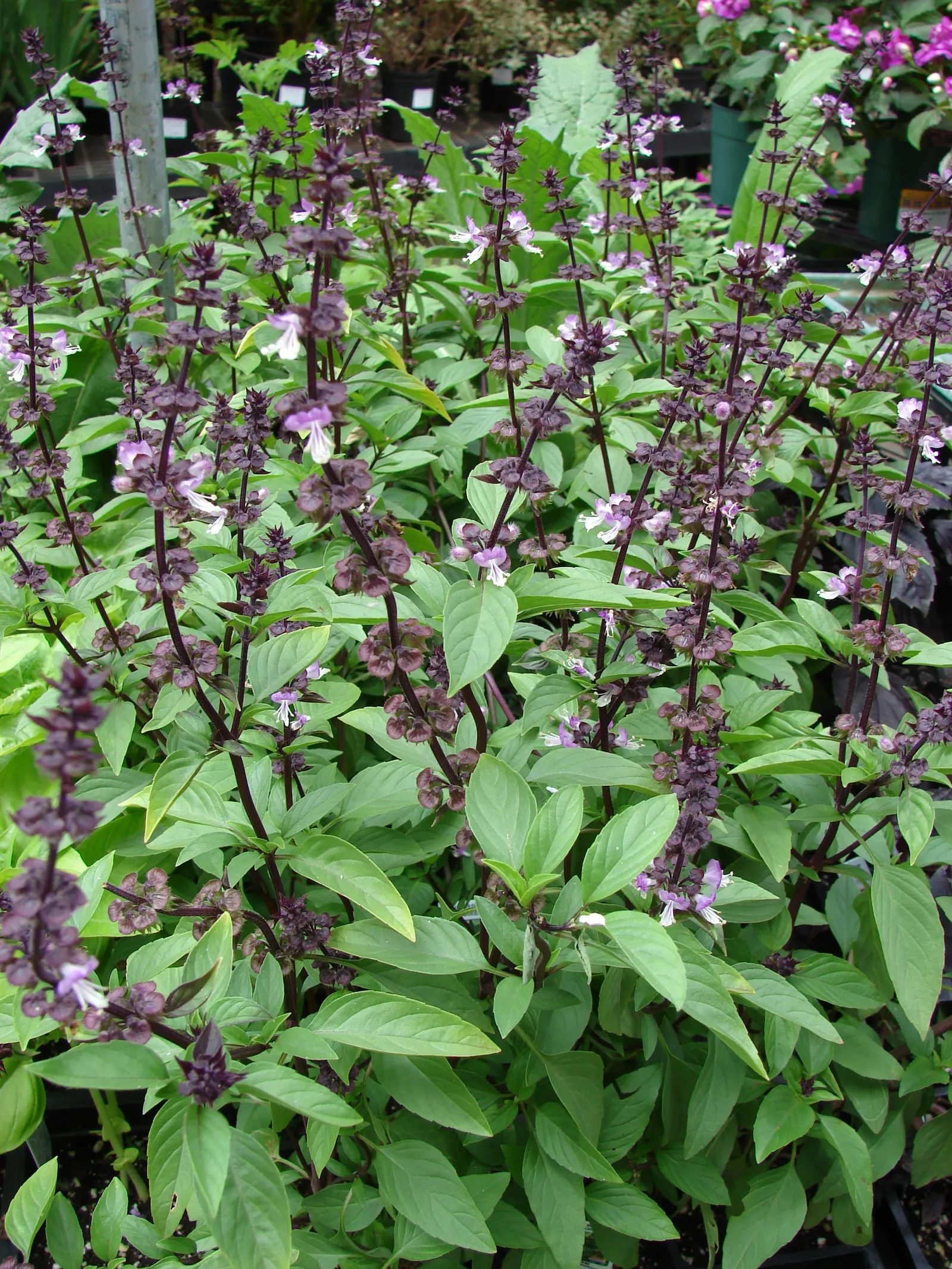 Basil (Ocimum Basilicum) — herb for full; integrate sweet basil into your garden for its aesthetic appeal, delightful scent, and culinary utility, image 63