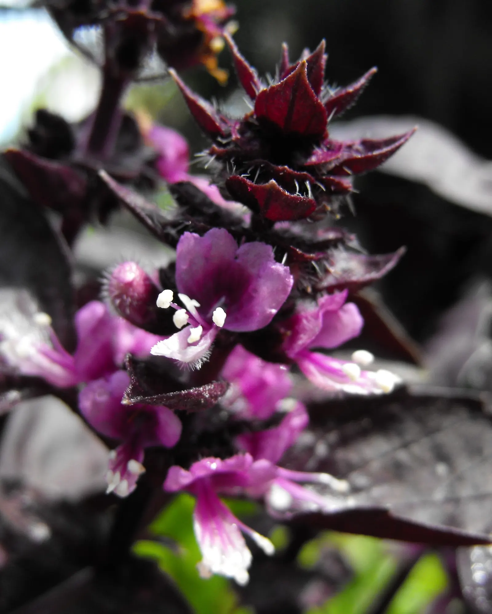 Basil (Ocimum Basilicum) — Thriving in full sun, Basil reaches 1 to 2 feet in height and spreads about 1 foot wide; making it a must-have for those interested