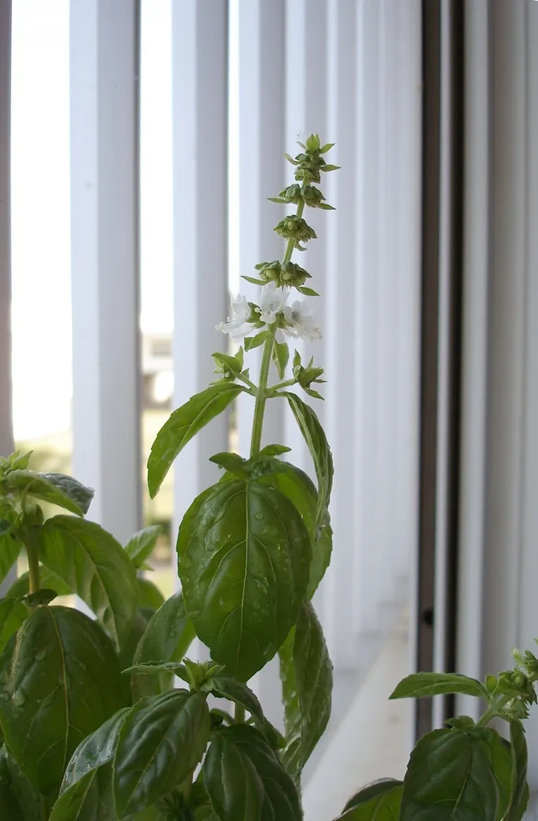 Basil (Ocimum Basilicum) — commonly known as sweet basil