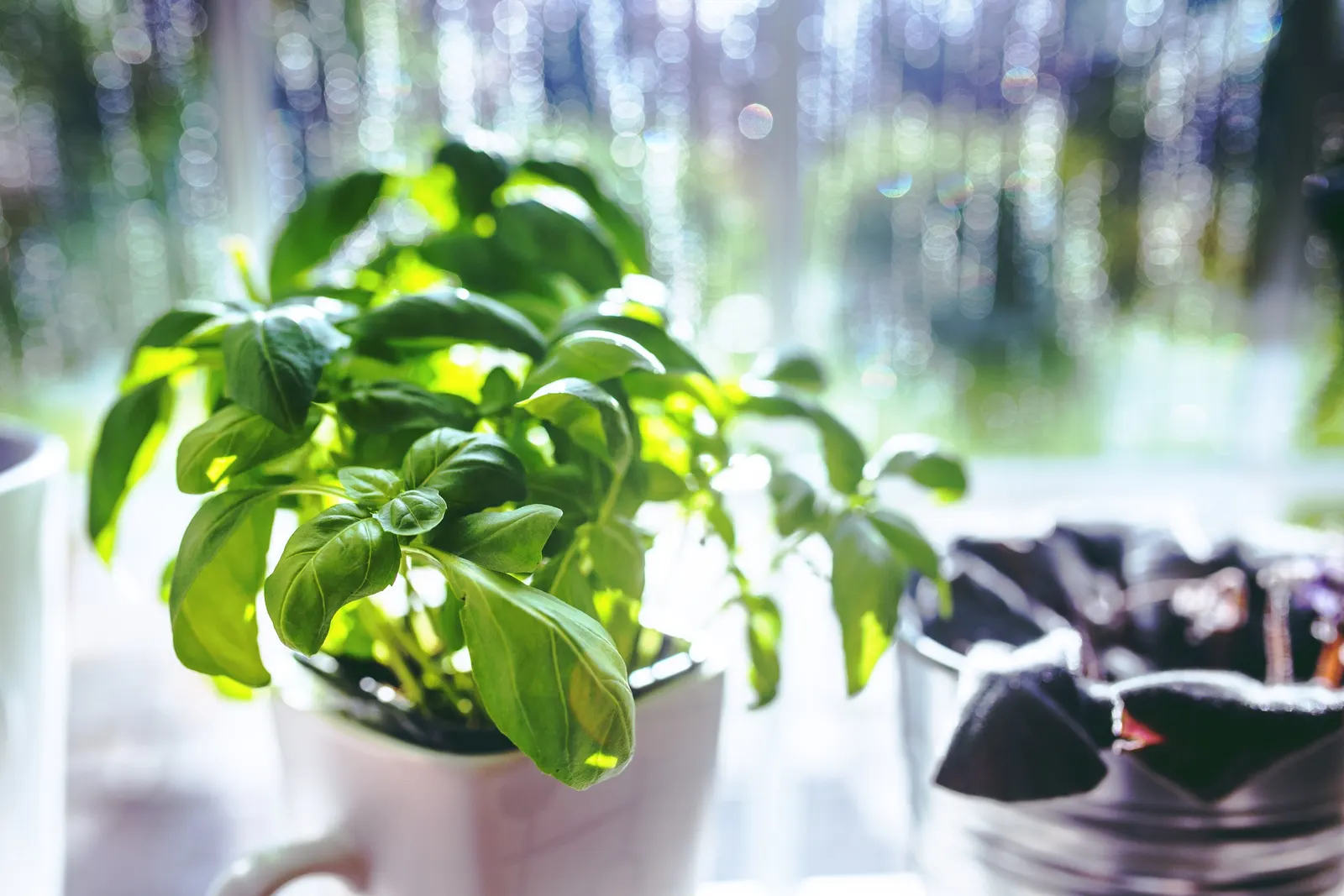 Basil (Ocimum Basilicum) — its aromatic foliage is used in culinary dishes and deters pests; making it a must-have for those interested in infusing their
