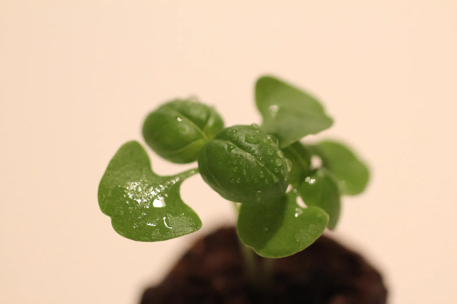 Basil (Ocimum Basilicum) — making it a must-have for those interested in infusing their cooking with fresh