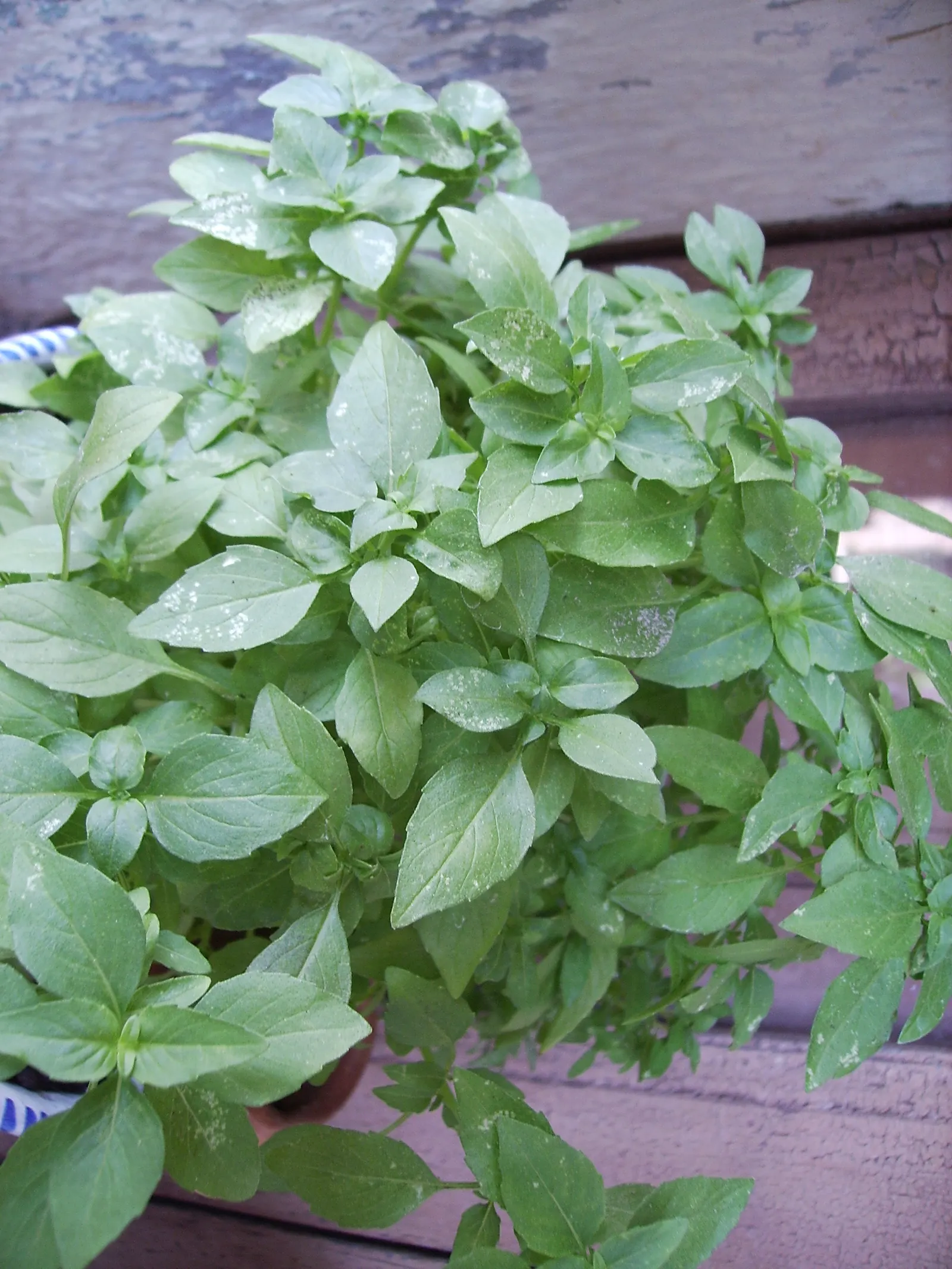 Basil (Ocimum Basilicum) — Preferring well-drained soil, it requires regular watering; integrate sweet basil into your garden for its aesthetic appeal