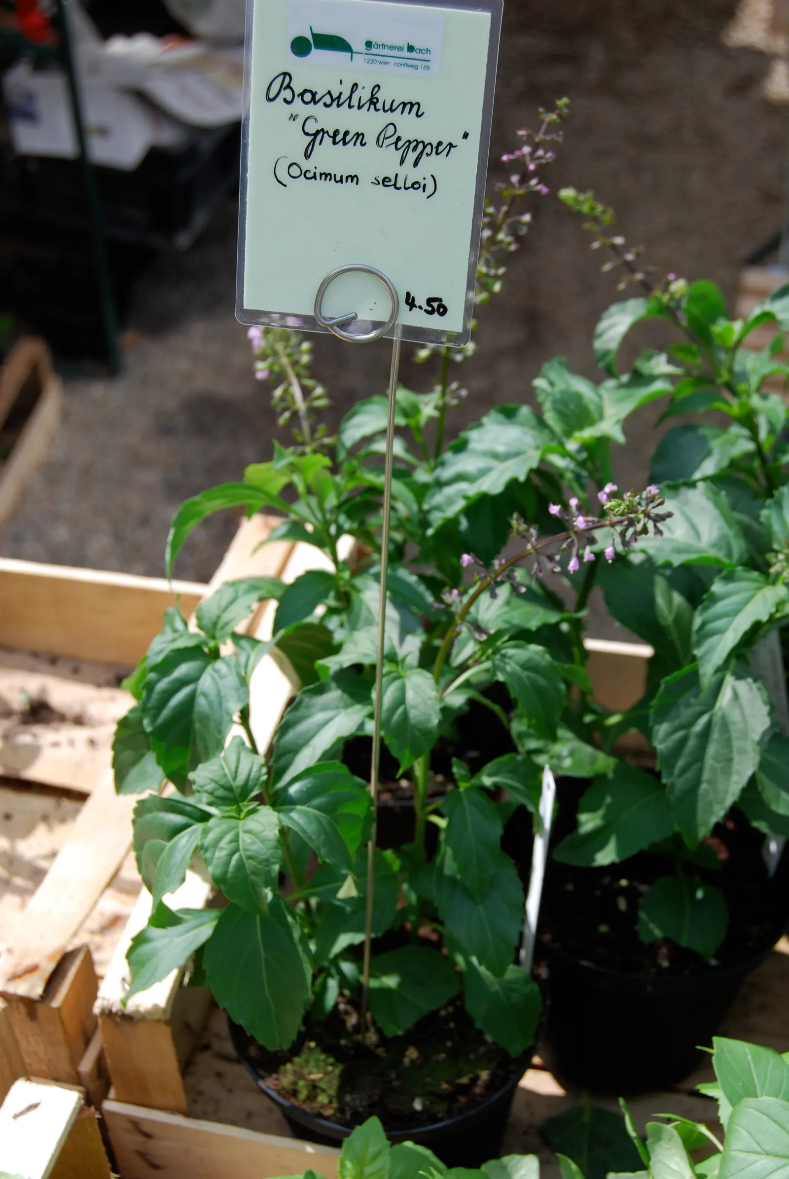 Basil (Ocimum Basilicum) — although care should be taken to avoid waterlogged soil.<br><br>During the summer months