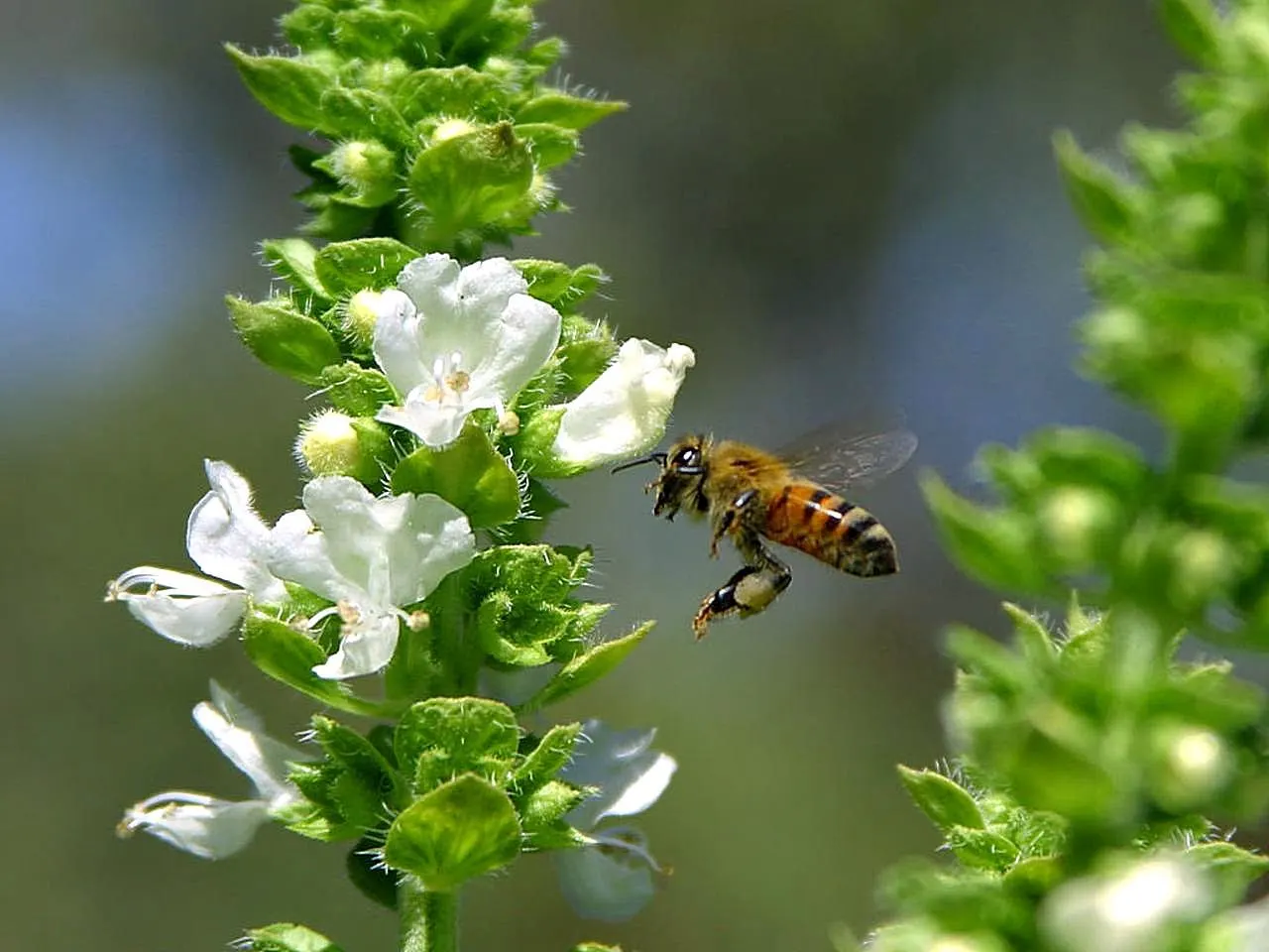 Basil (Ocimum Basilicum) — accentuating its utility and allure; integrate sweet basil into your garden for its aesthetic appeal, delightful scent, and culinary