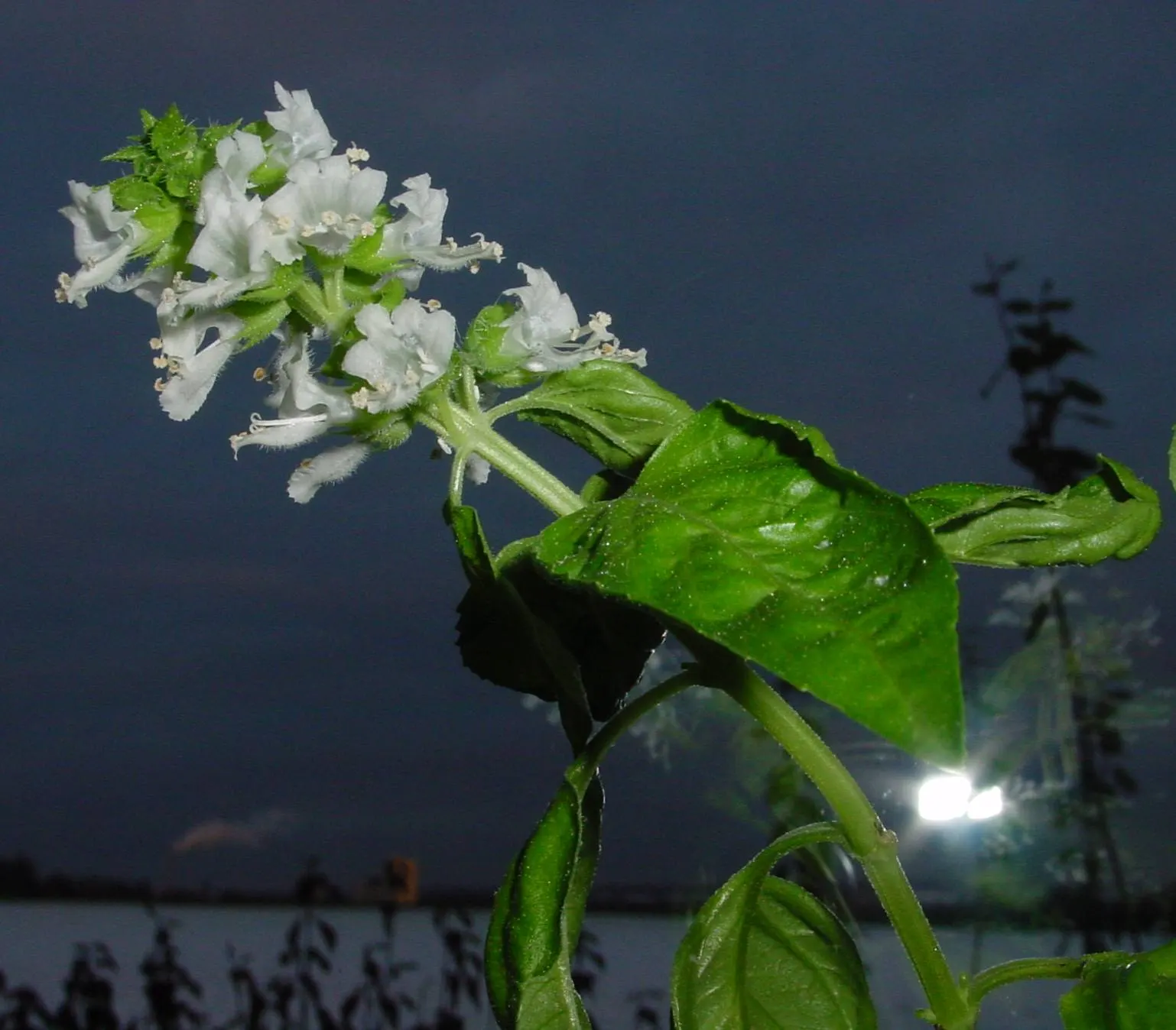 Basil (Ocimum Basilicum) — offering a compact bushy plant that exerts an upright growth habit