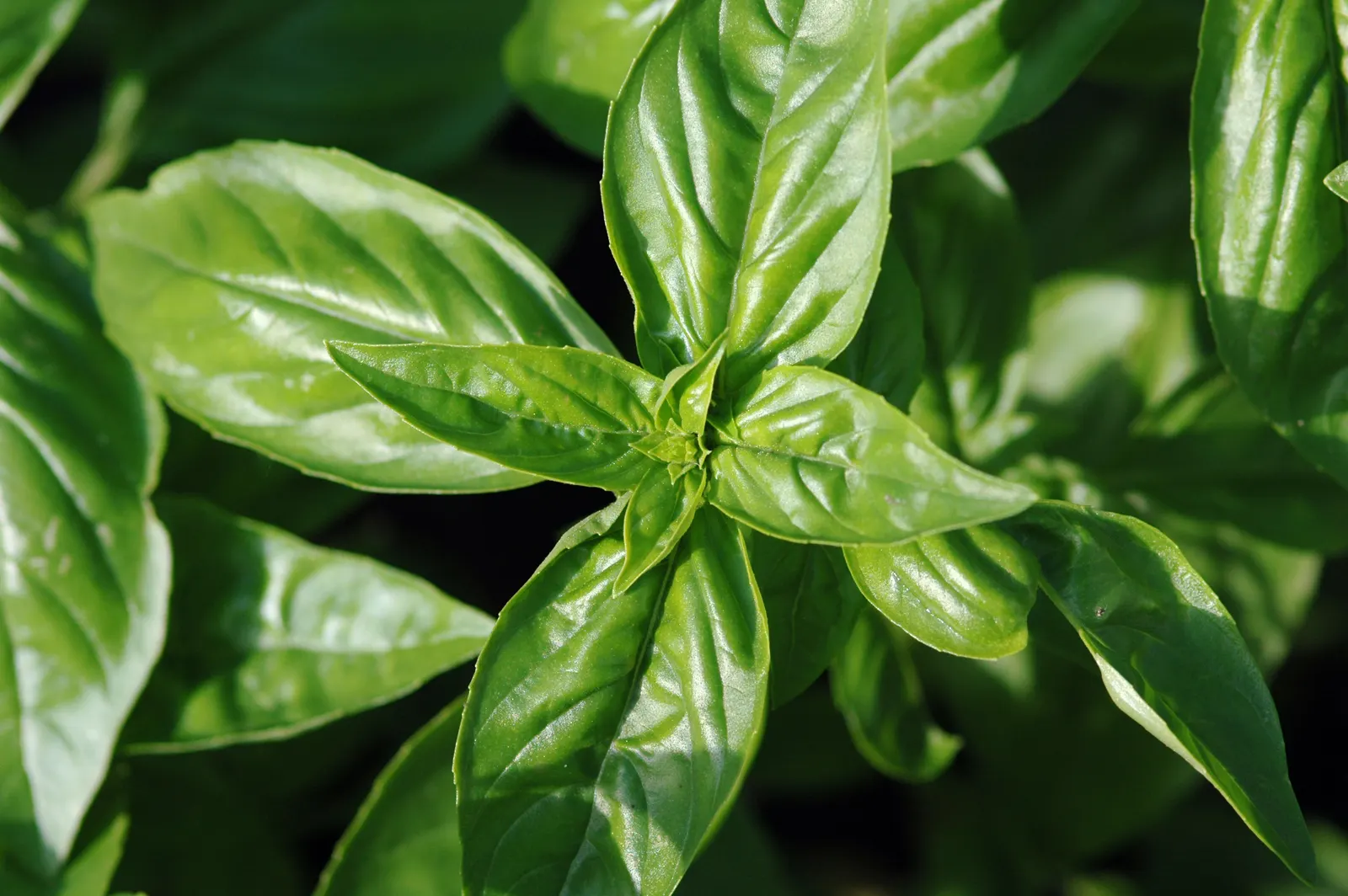 Basil (Ocimum Basilicum) — Sweet basil typically reaches a height of 1 to 2 feet and spreads 1 to 1.5 feet