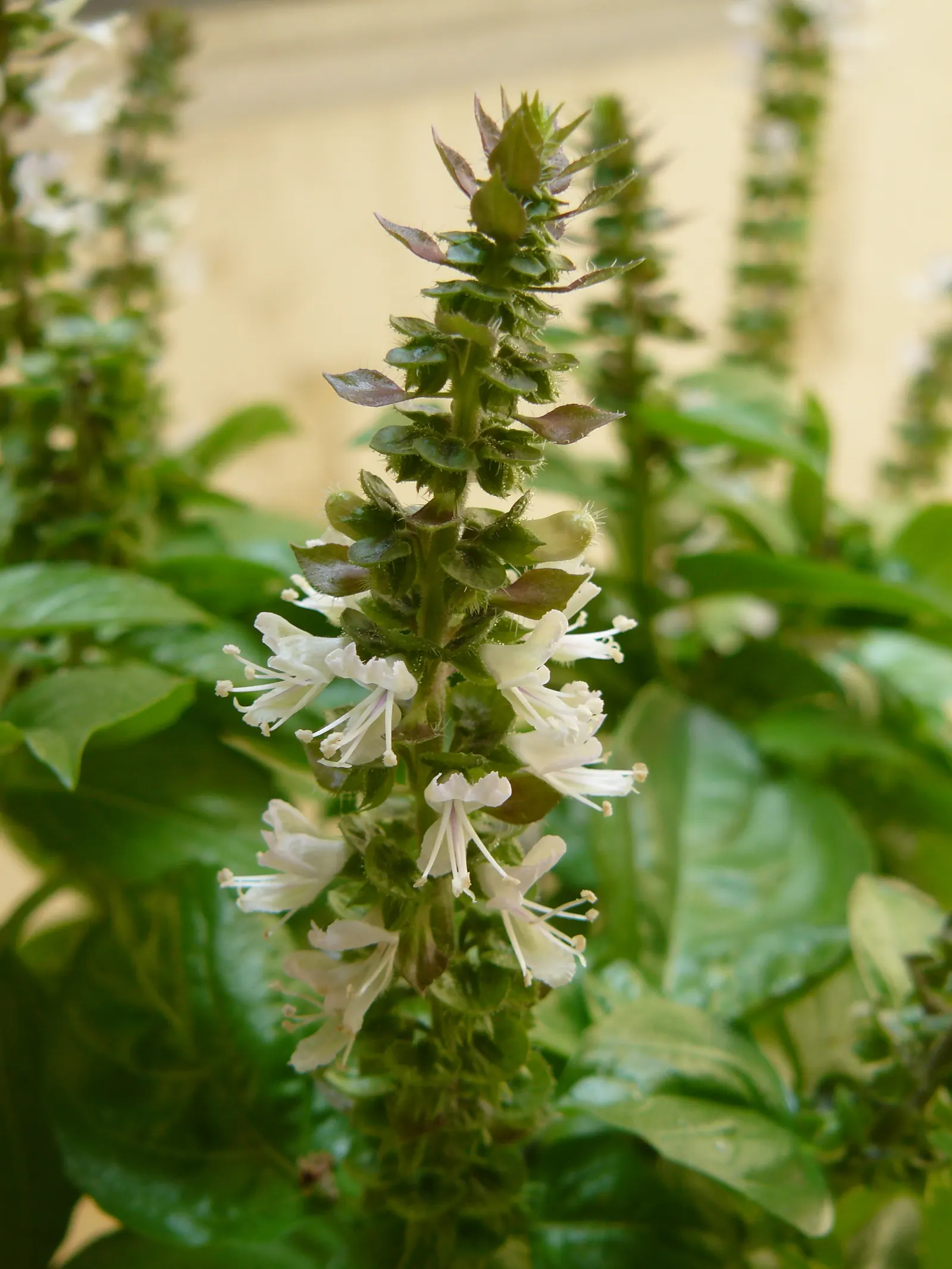 Basil (Ocimum Basilicum) — Basil thrives in full sun