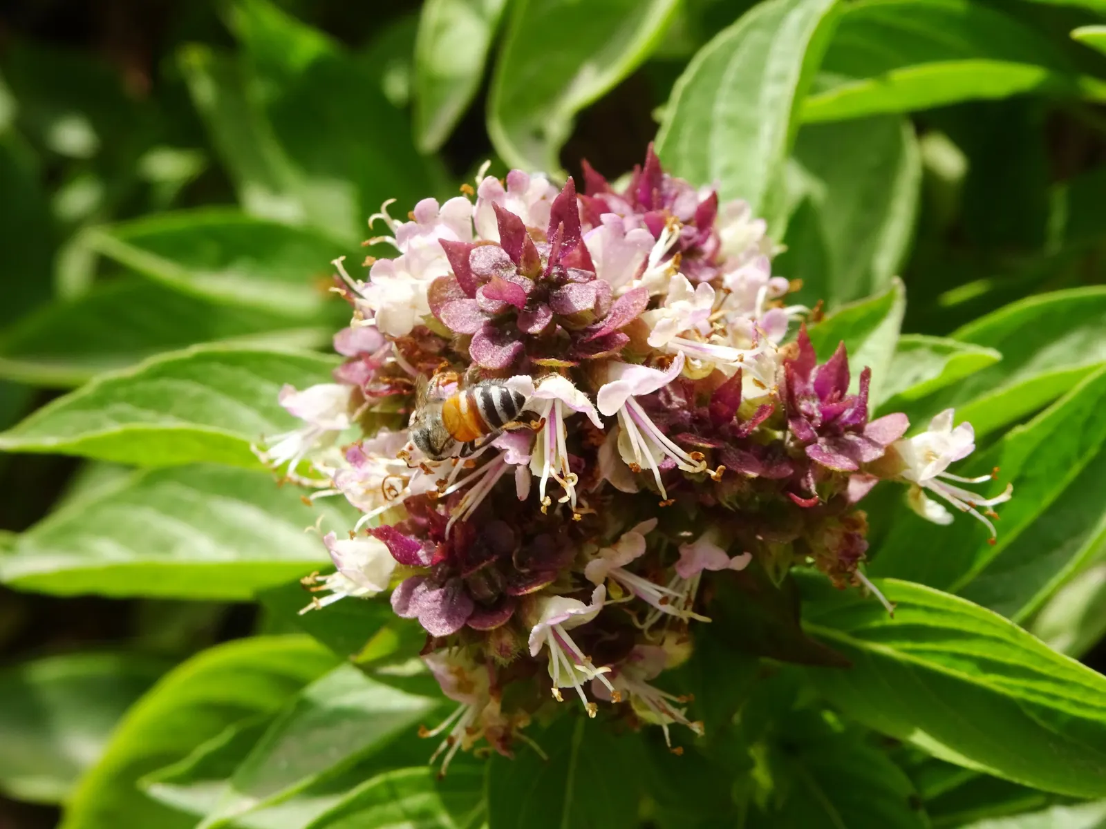 Basil (Ocimum Basilicum) — offering a compact bushy plant that exerts an upright growth habit; integrate sweet basil into your garden for its aesthetic appeal
