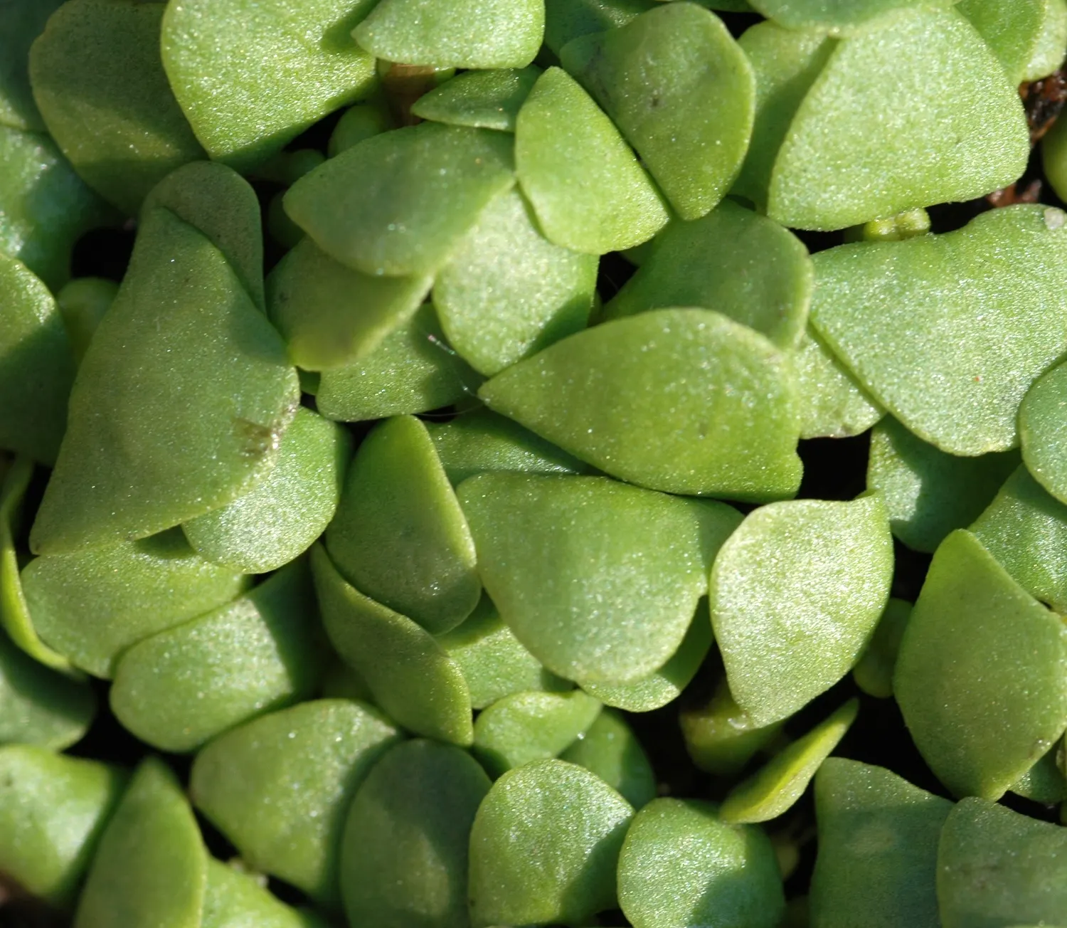 Basil (Ocimum Basilicum) — Preferring well-drained soil, it requires regular watering