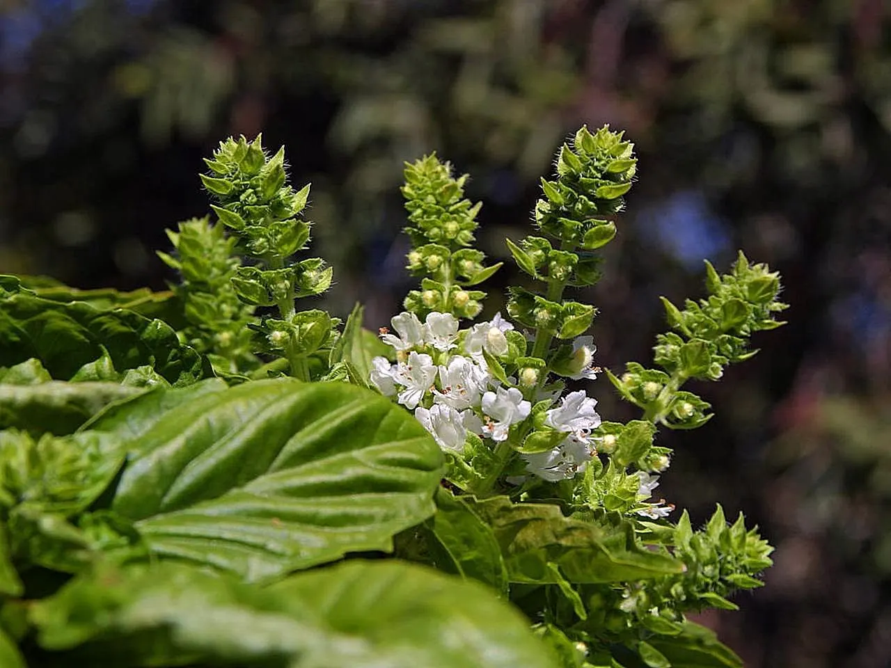 Basil (Ocimum Basilicum) — Ocimum basilicum, commonly referred to as Basil, is a fragrant annual herb renowned for its lush, green leaves; ideal for kitchen