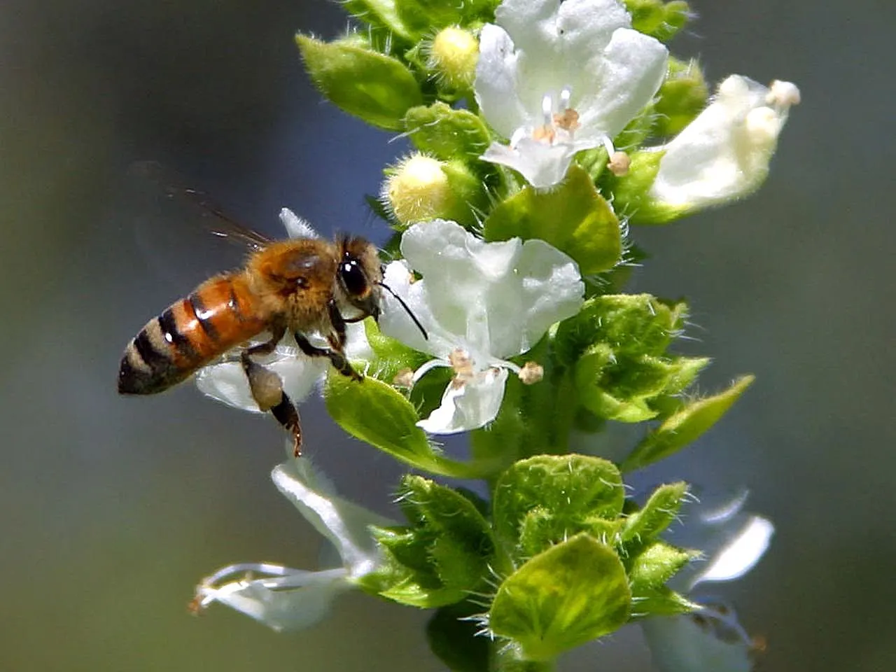 Basil (Ocimum Basilicum) — and demands well-draining soil with a pH range between 6.0 and 7.0