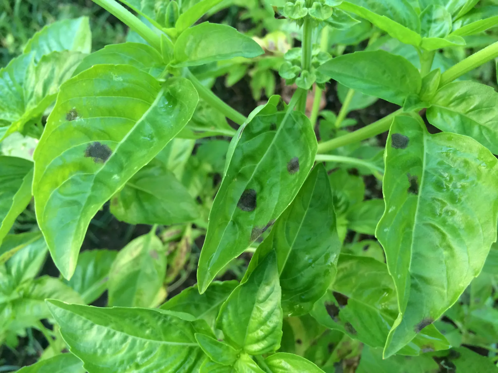 Basil (Ocimum Basilicum) — Sweet basil typically reaches a height of 1 to 2 feet and spreads 1 to 1.5 feet; making it a must-have for those interested in