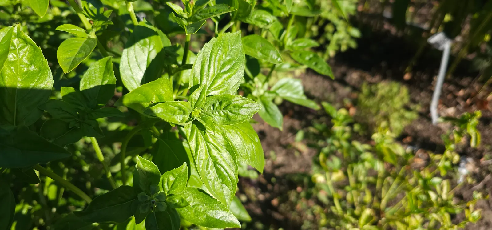 Basil (Ocimum Basilicum) — preferring at least 6 to 8 hours of direct sunlight daily