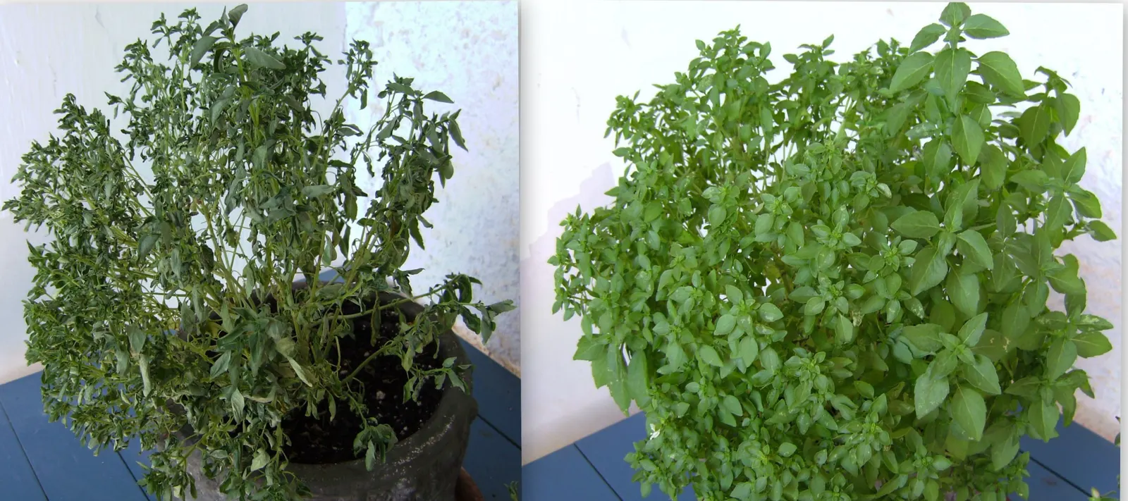 Basil (Ocimum Basilicum) — red flowers in the garden