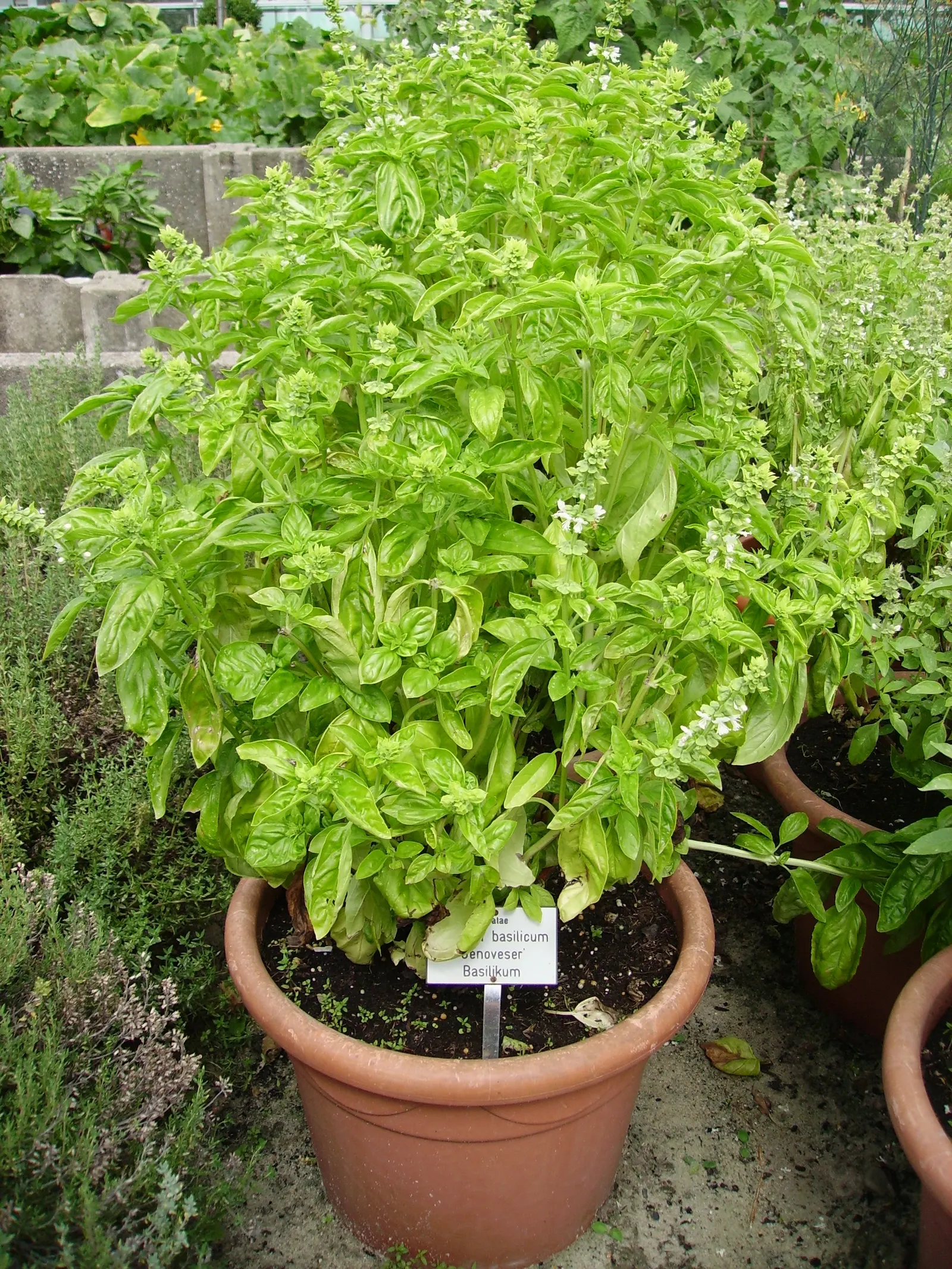 Basil (Ocimum Basilicum) — tubular white or pale pink flowers on terminal spikes