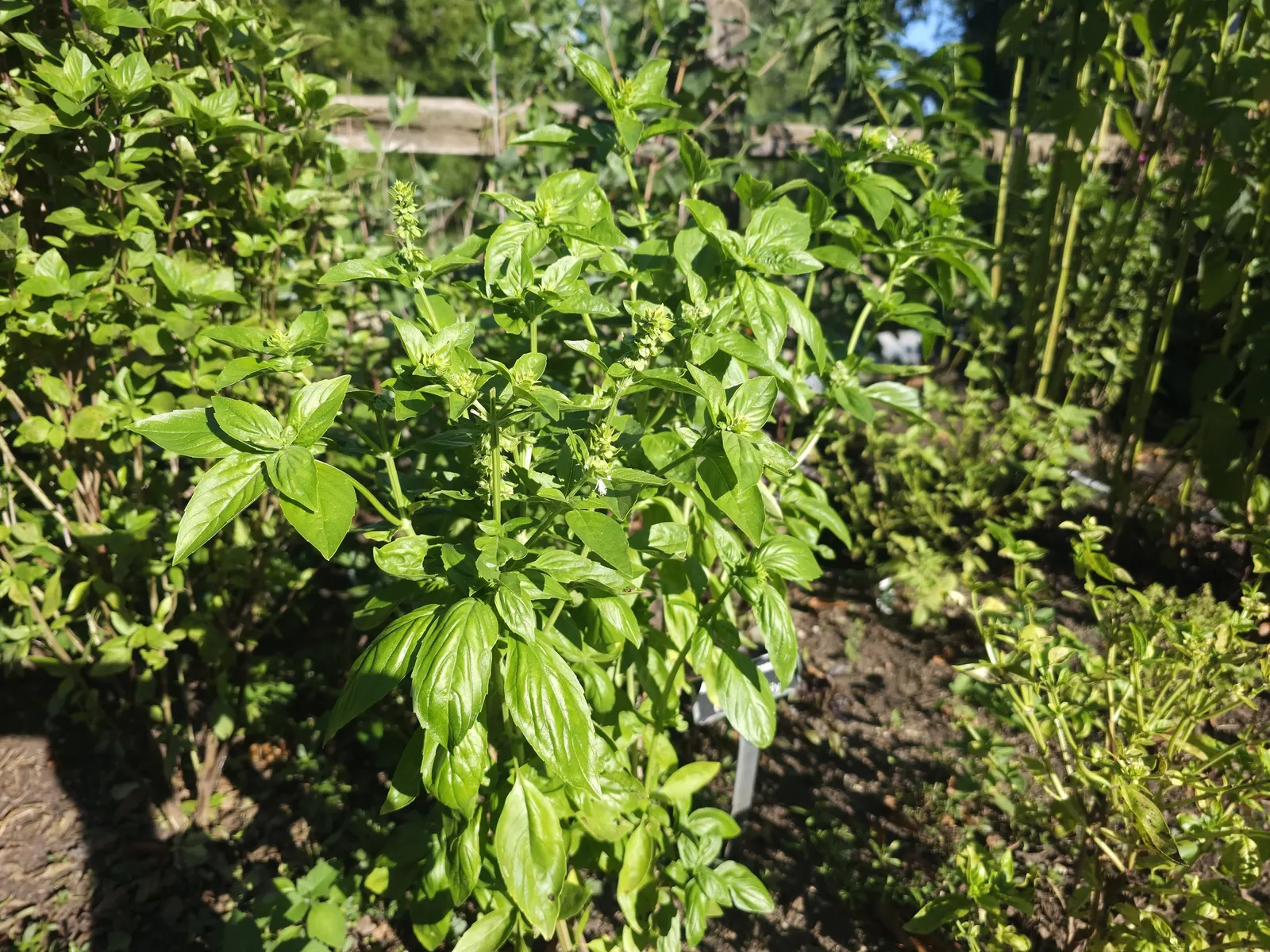 Basil (Ocimum Basilicum) — which can grow up to 3 inches long