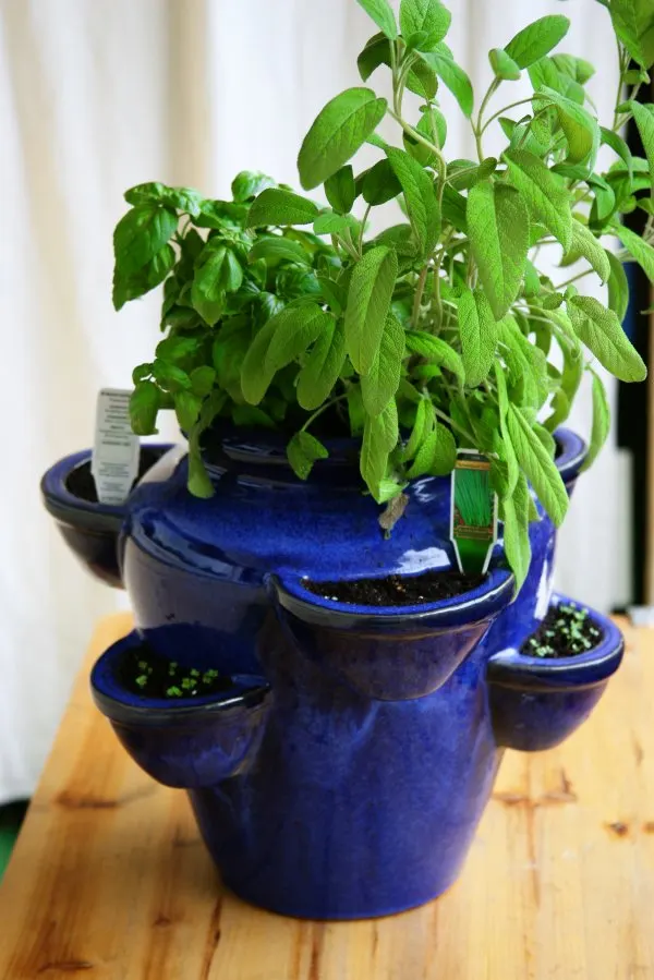 Basil (Ocimum Basilicum) — Ideal for kitchen gardens or as an ornamental in mixed borders, image 25