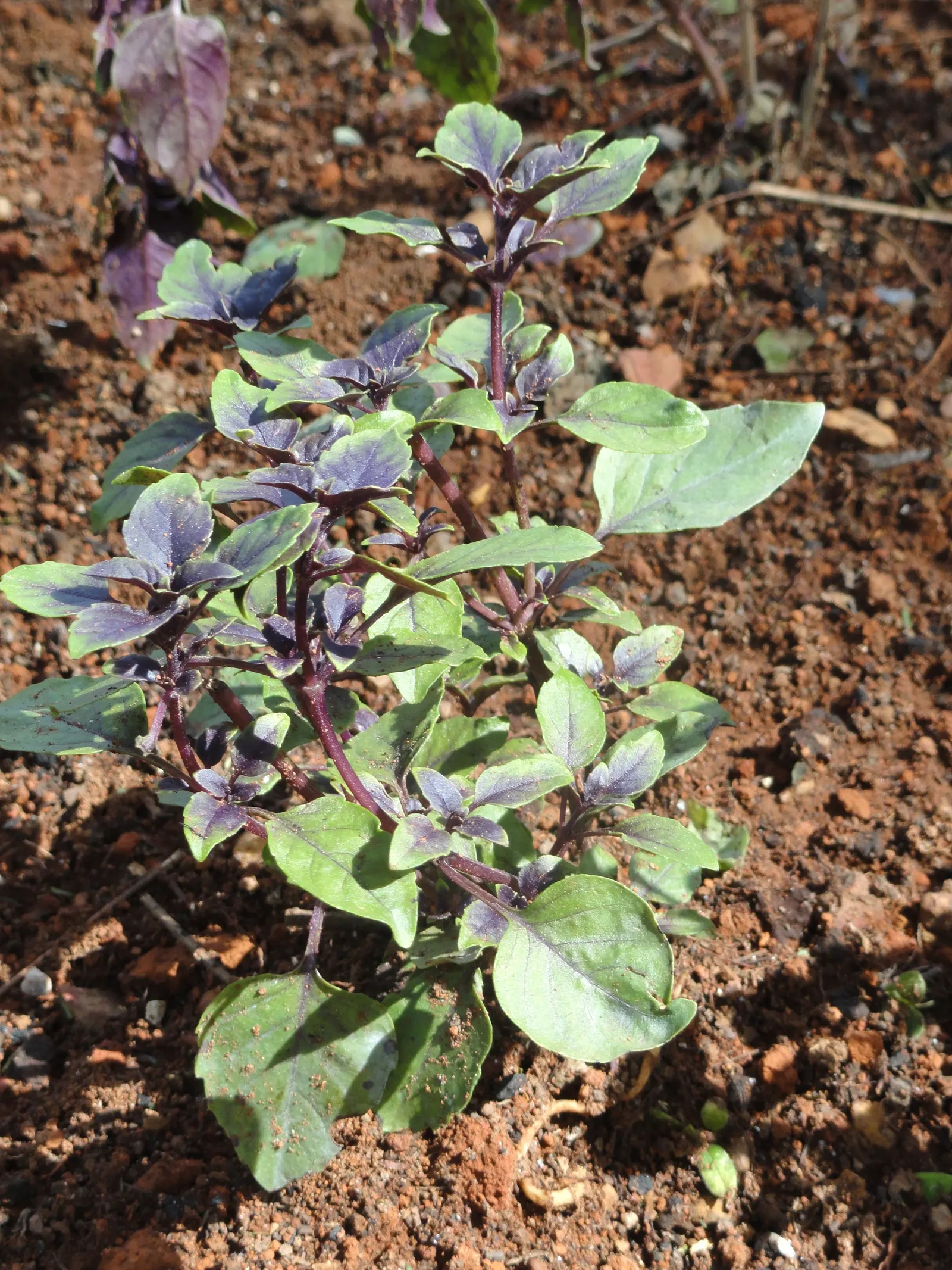 Basil (Ocimum Basilicum) — herb for full