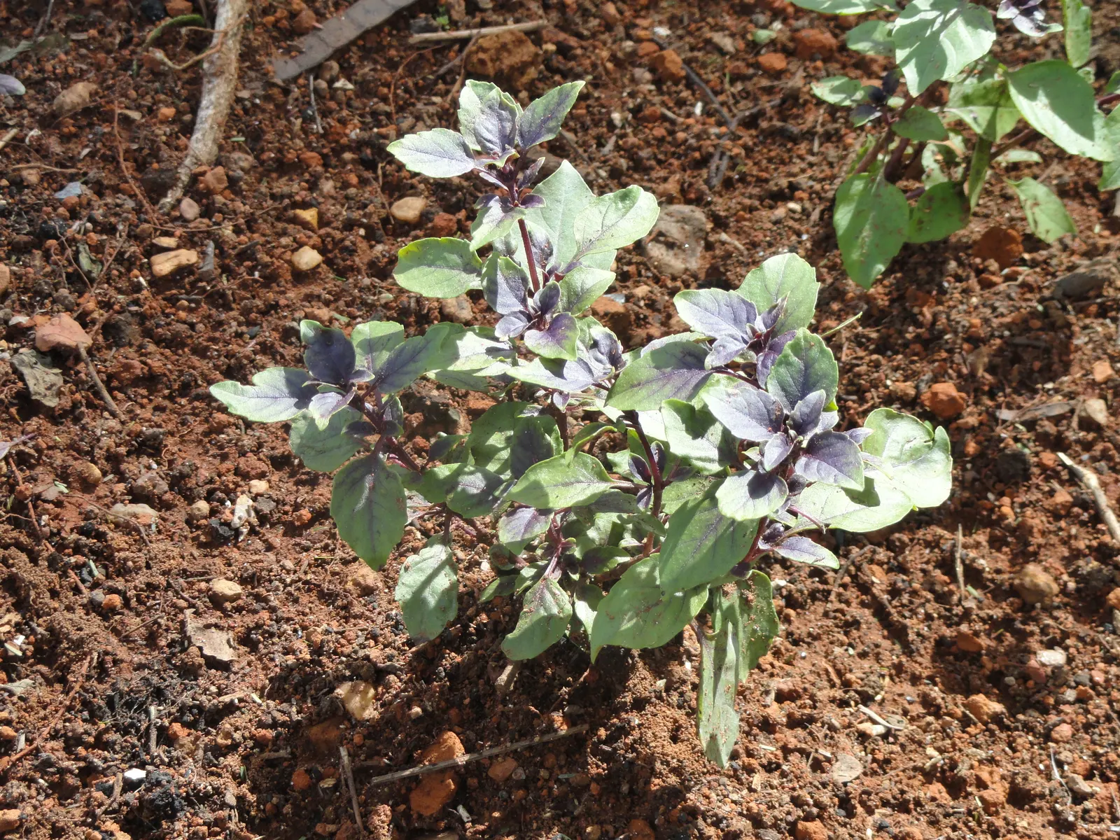 Basil (Ocimum Basilicum) — herb with red blooms